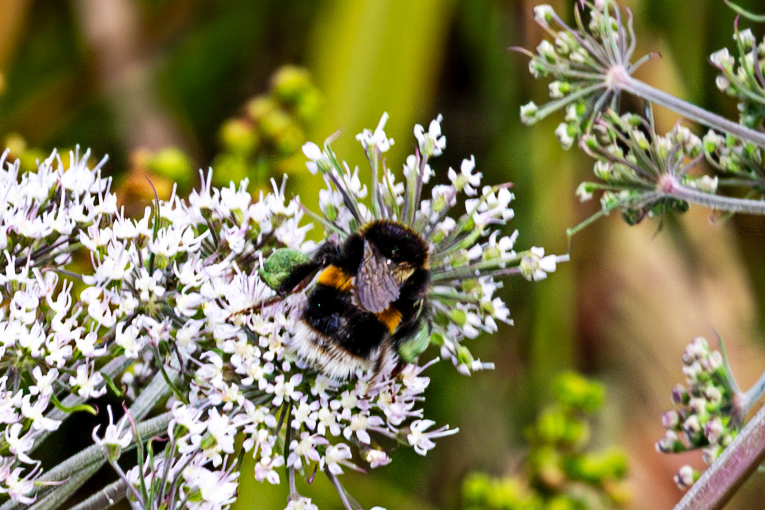 RSPB Loch Lomond 03 August 2024
