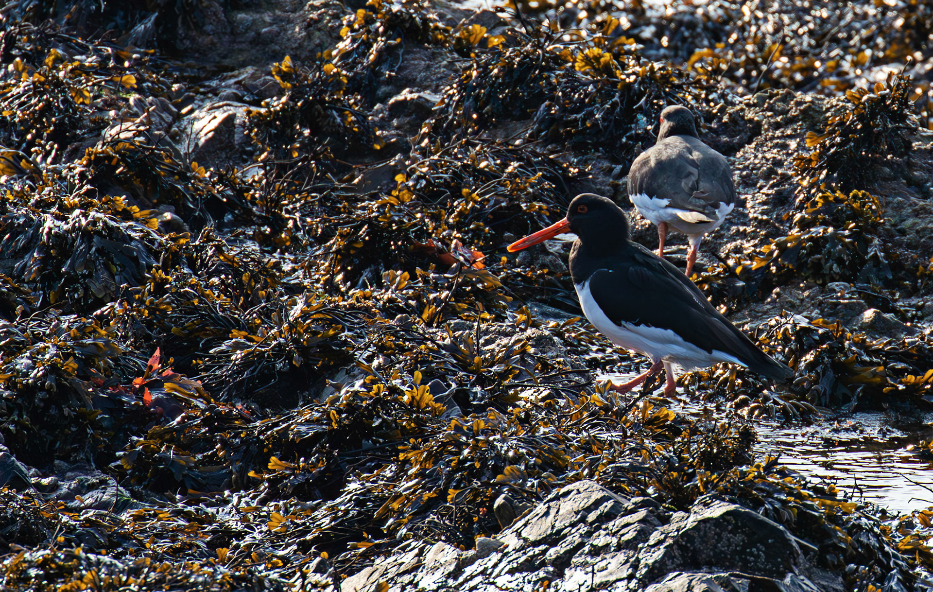 Oystercatcher at Portessie 05 March 2026