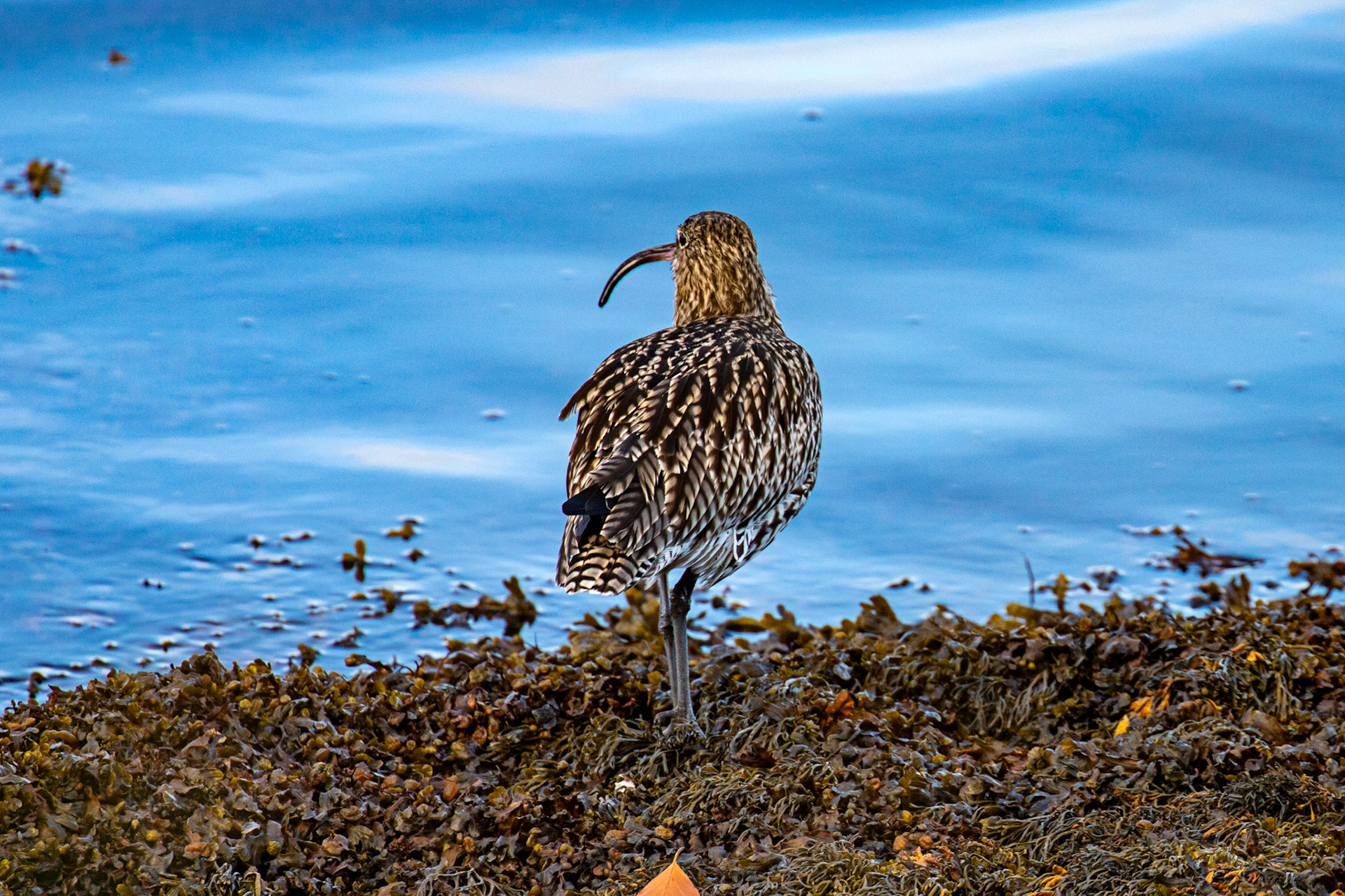 Curlew - South Queensferry 30 October 2024