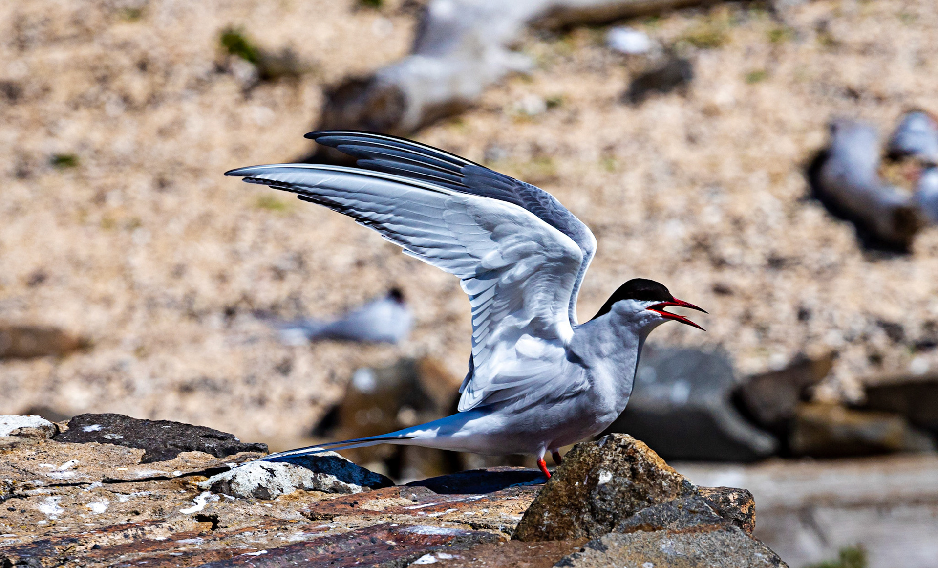 Isle of May - 04 June 2022