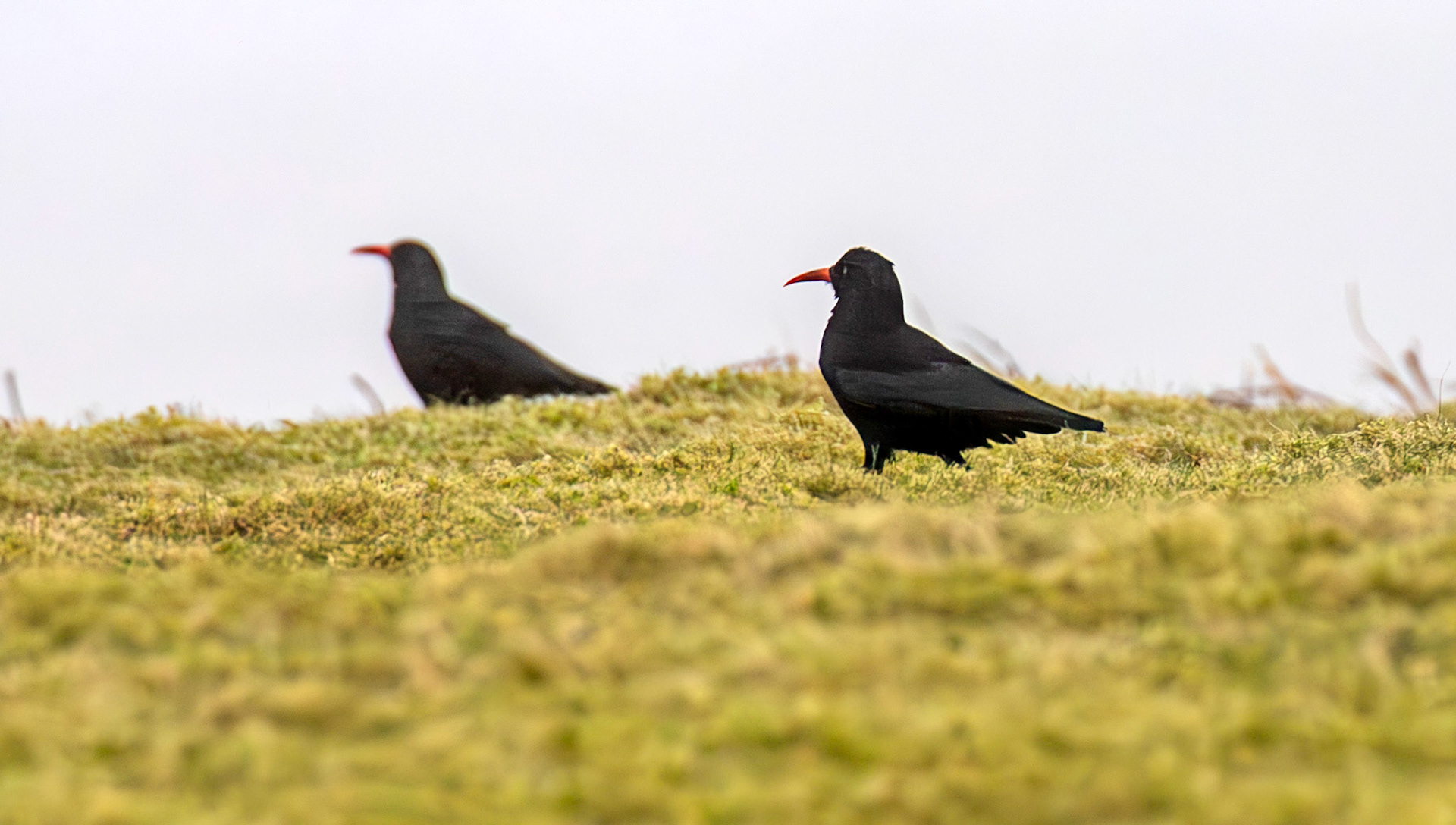 Chough: The Island of Islay 03 March 2025