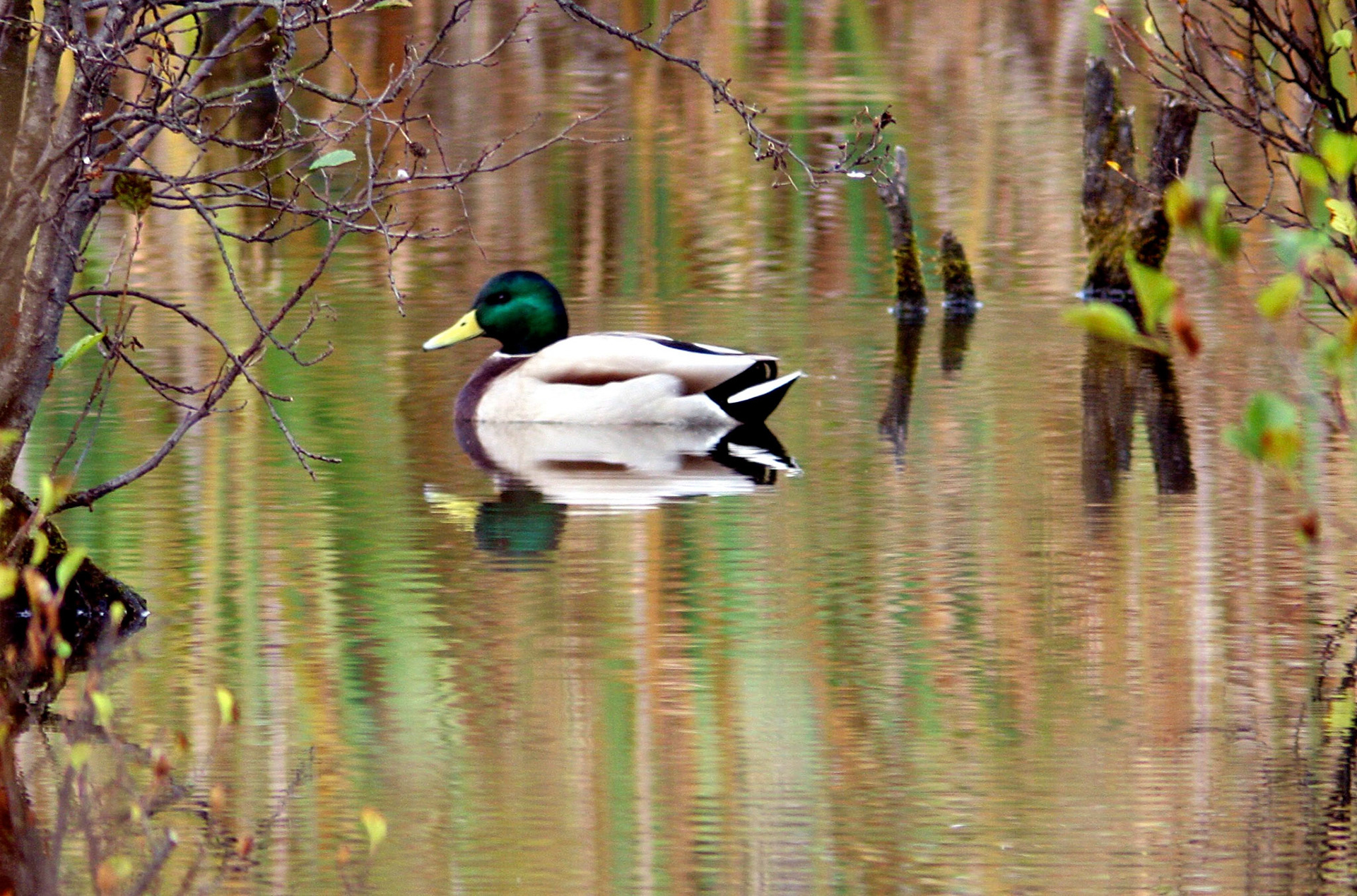 mallardPlease see my other Photographs at: http://www.jamespdeans.co.uk/