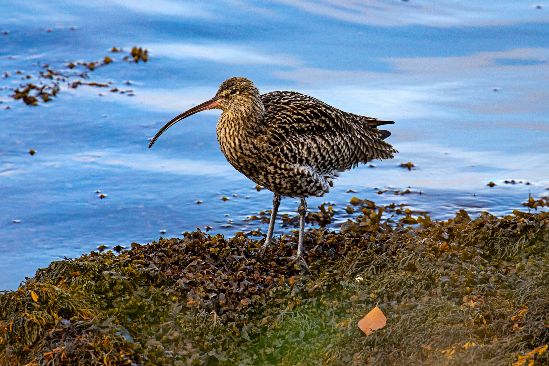 Curlew - South Queensferry 30 October 2024