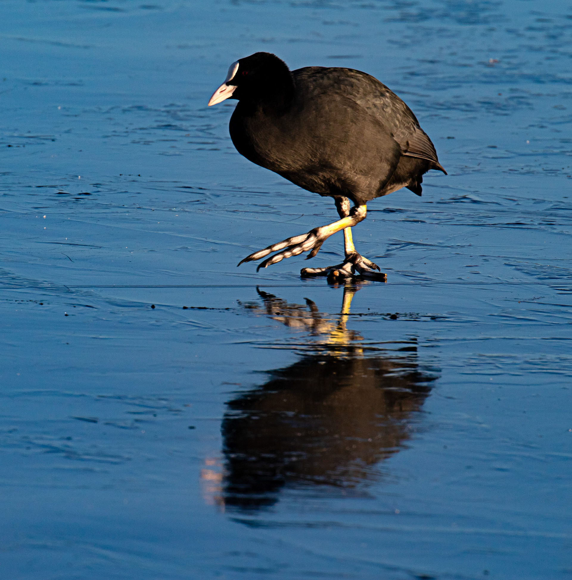 Coot at Broadwood Loch 10 January 2025