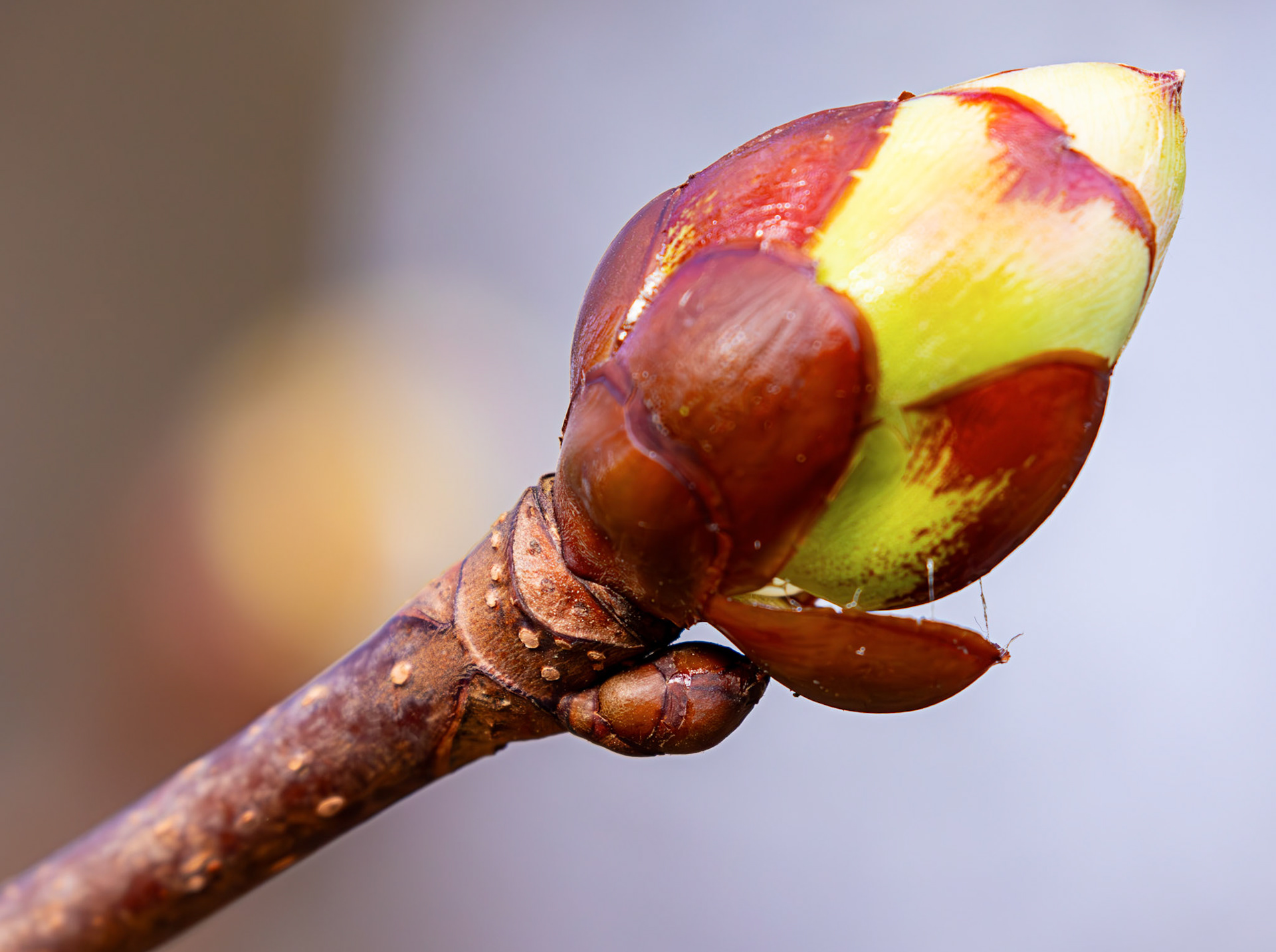Murieston 27 February 2026
