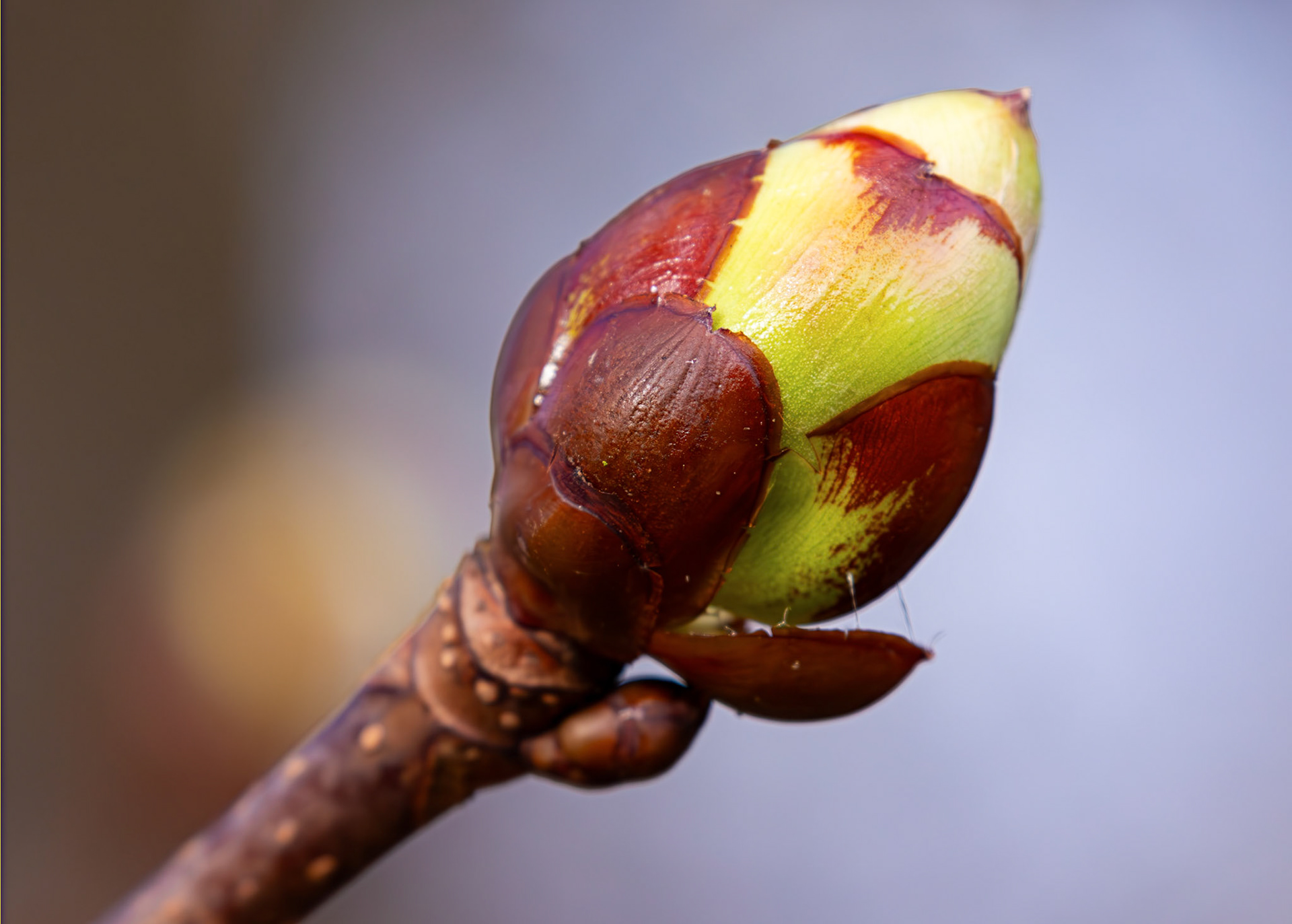 Murieston 27 February 2026