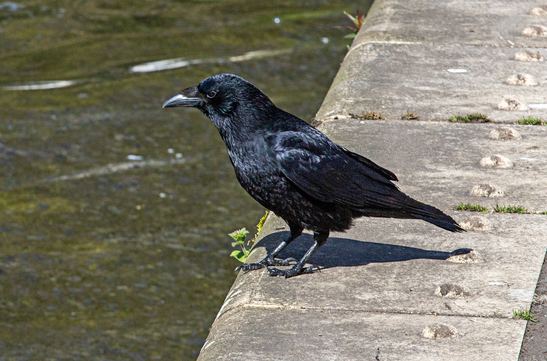Linlithgow Loch 26 April 2024