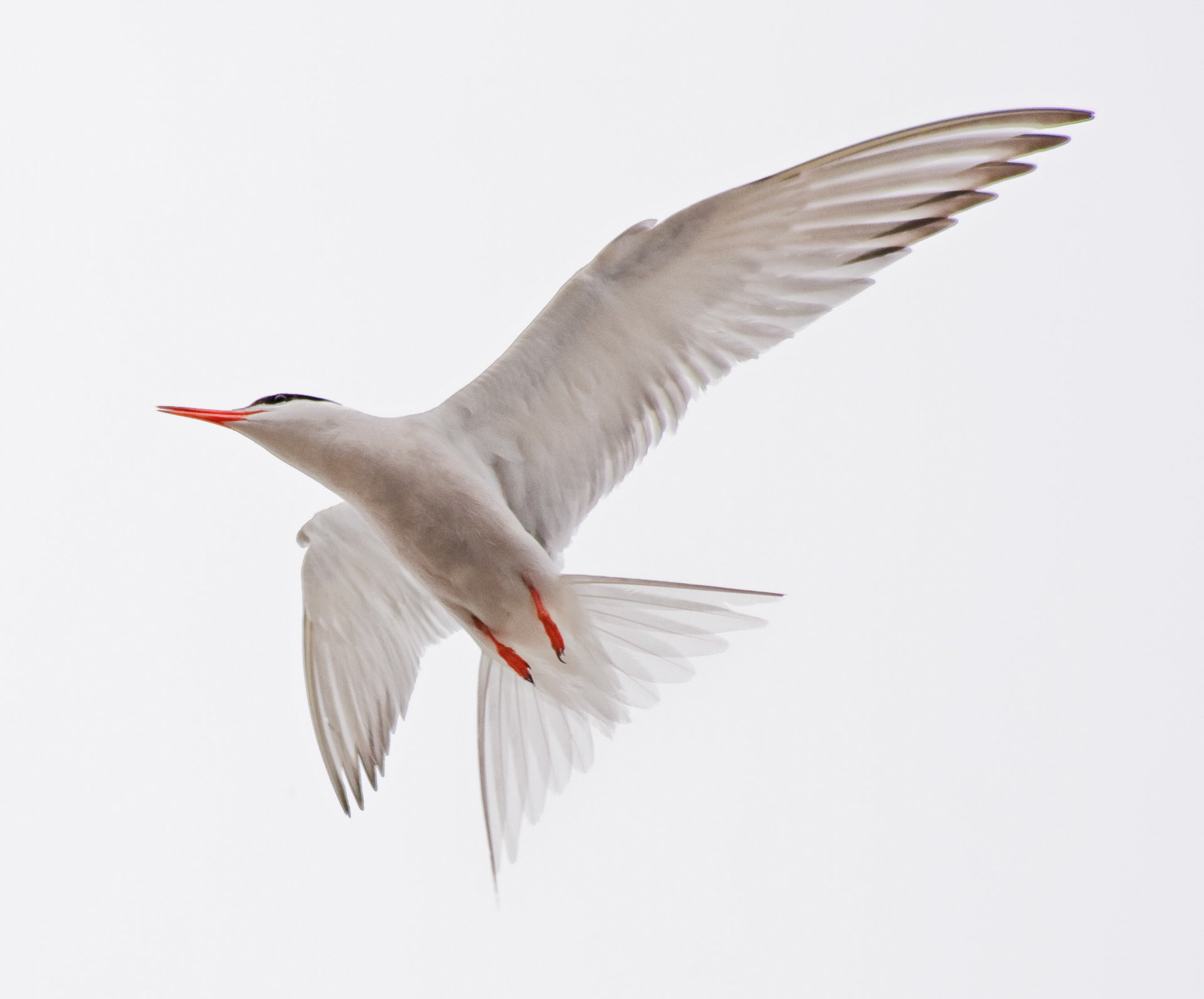 Whilst working in a factory in Montrose, I took the opportunity to Photograph the terns that were nesting on the roof. Even though I was at ground level, and no threat at all, they still bombed me. Fortunately I had put my overalls on!