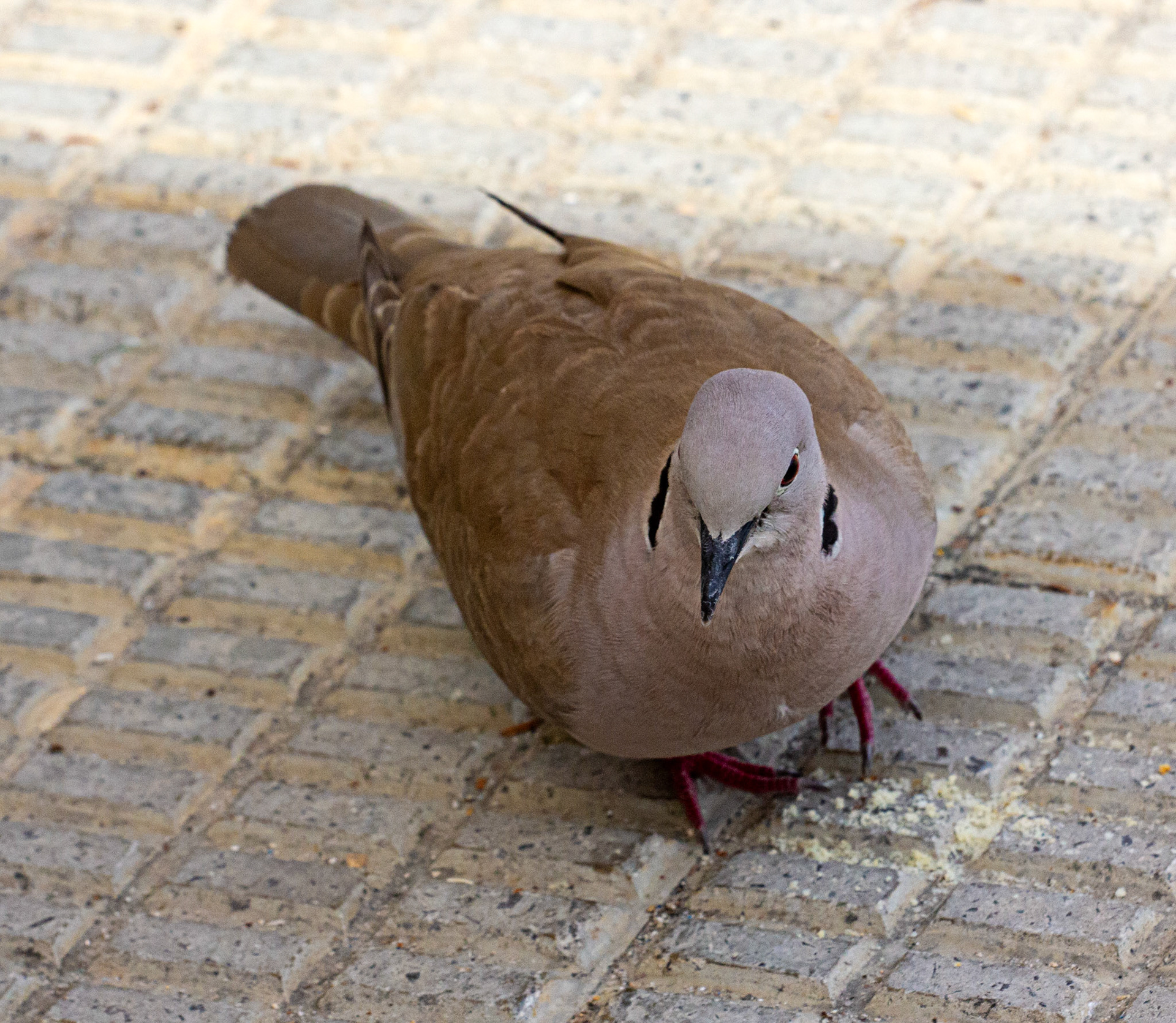 Collared Dove in Altea 18 March 2024