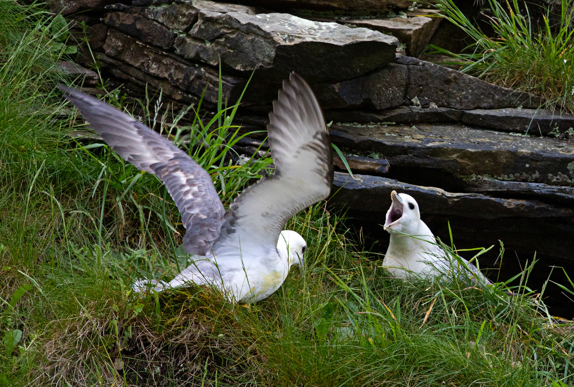 Fulmar at Dysart 25 May 2024