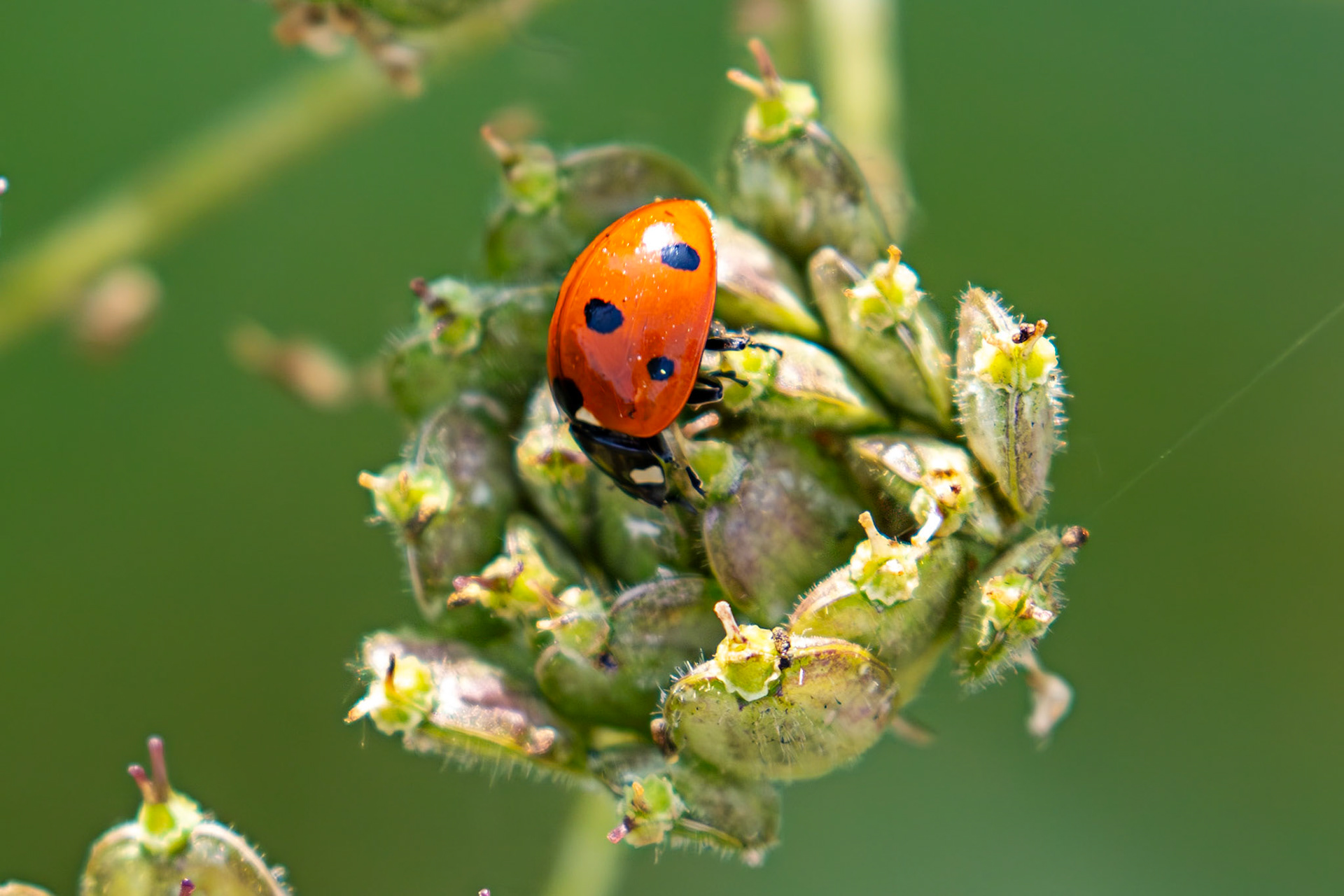 Seven-spot Ladybird (Coccinella septempunctata) Burnham 06 August 2025