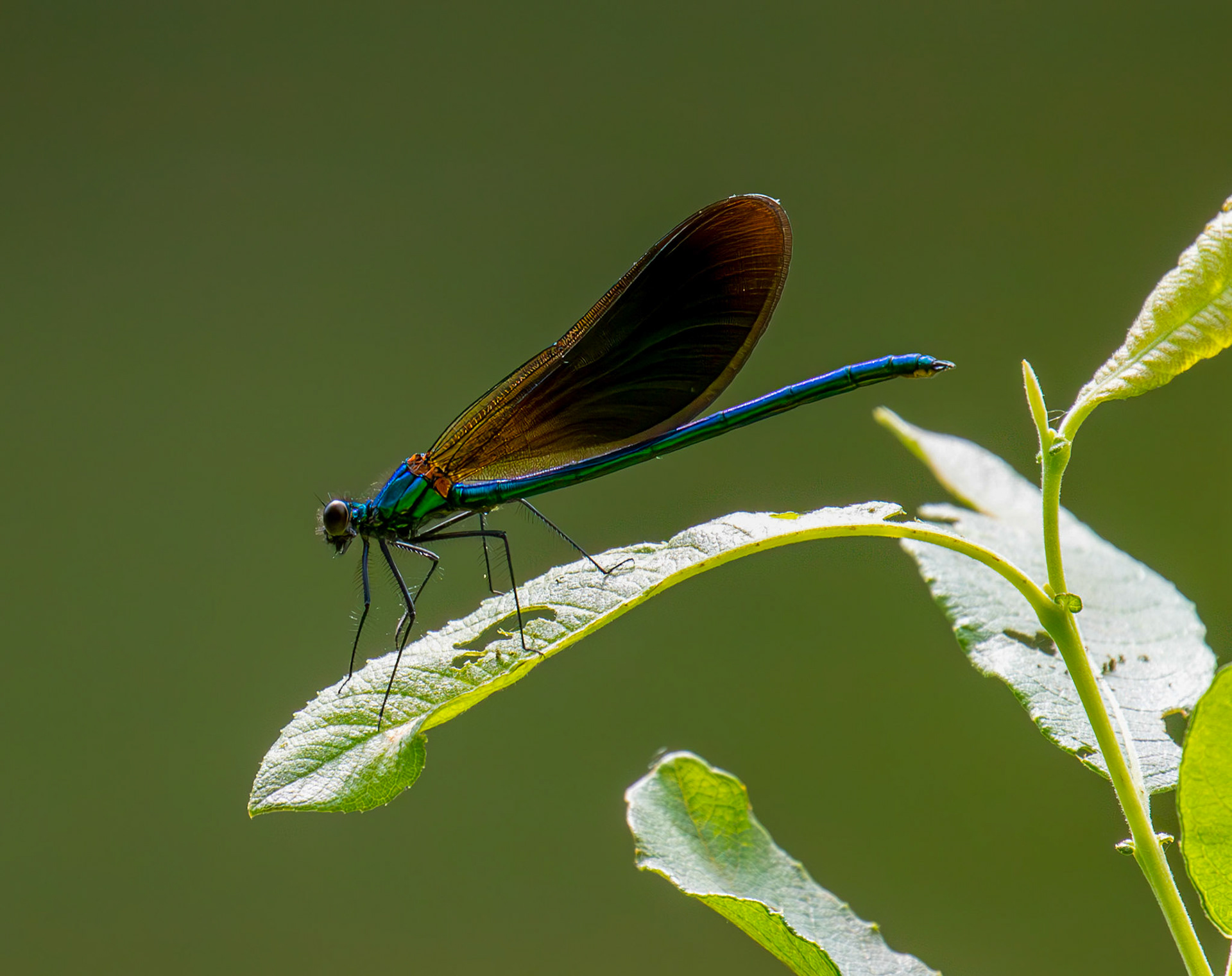 Banded Demoiselle (Calopteryx splendens) Banbridge 25 July 2025
