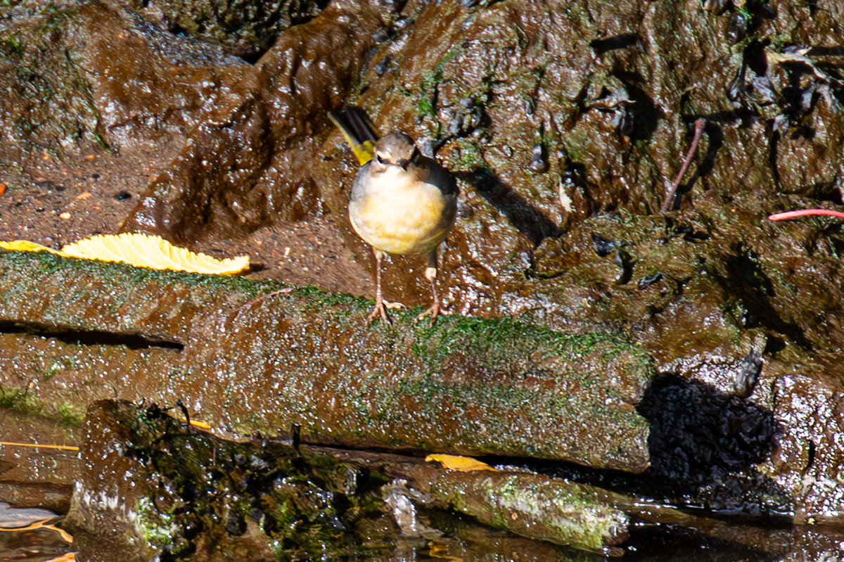 Grey Wagtail - Birthwatching at Cramond 18 October 2024