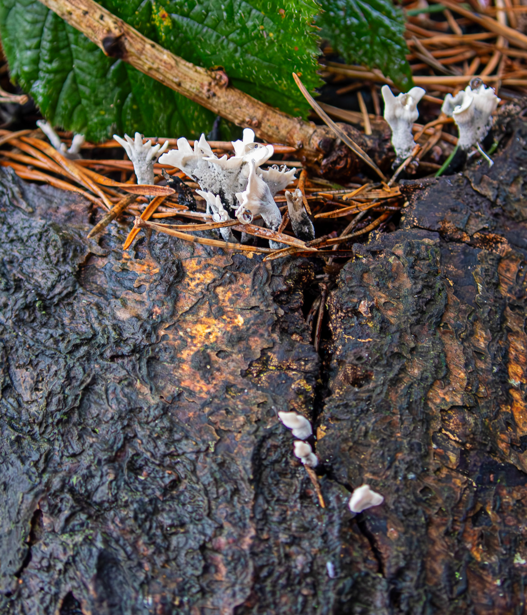 candlesnuff fungus (Xylaria hypoxylon) Deans Woods 08 November 2025