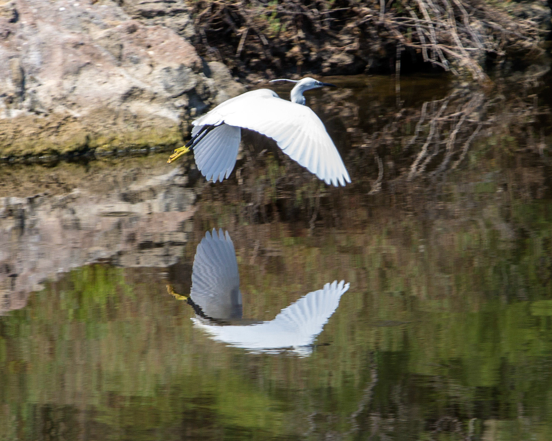 One of many little egrets seen in Mallorca.