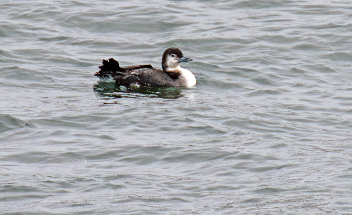 Black Throated Diver: Sail to the Island of Islay 03 March 2025