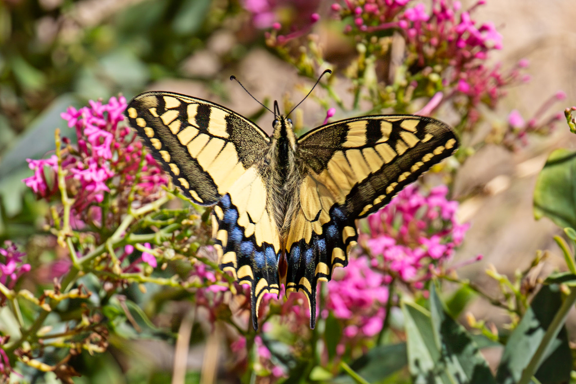 Swallowtail Butterfly - Riomaggiore 06 Sept 2025