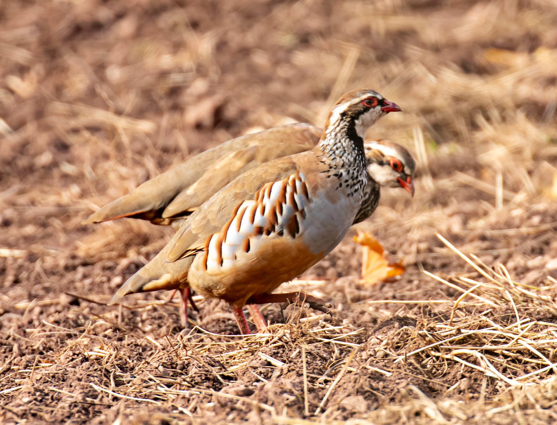 Thurston Mains - Red Legged Partridge 29 Sept 2024