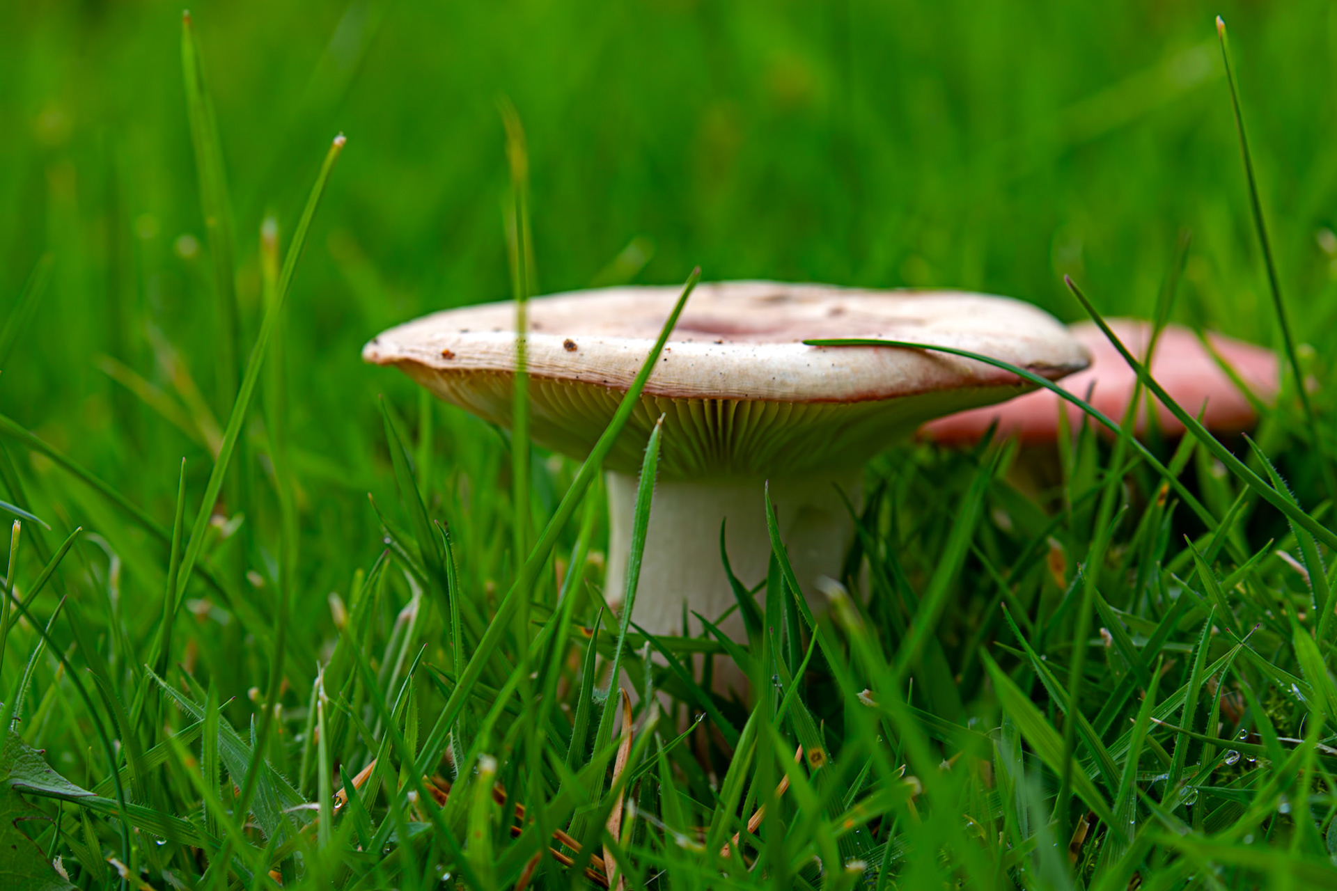 The Sickener (Russula emetica) - Deans North 06 October 2025
