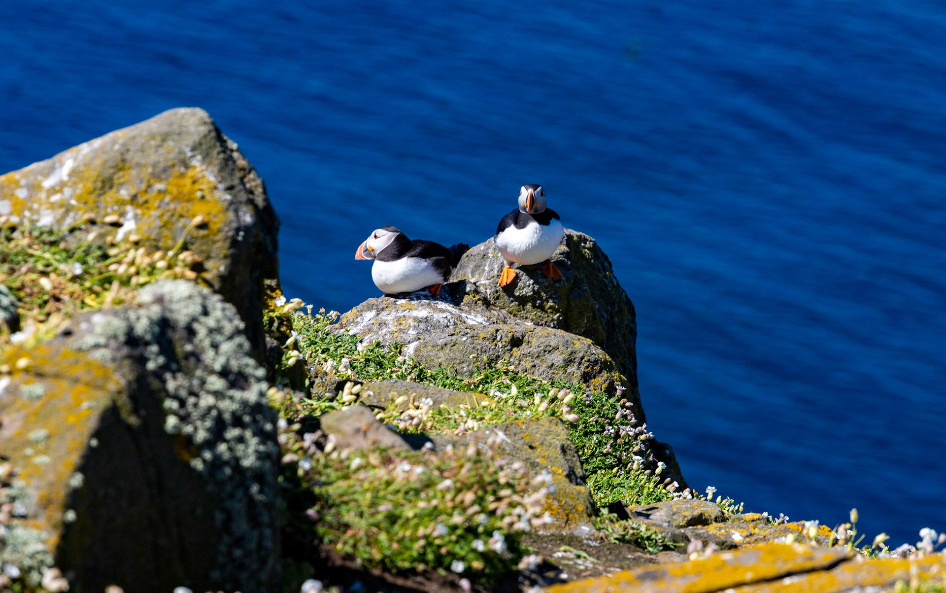 Puffin - Isle of May - 04 June 2022