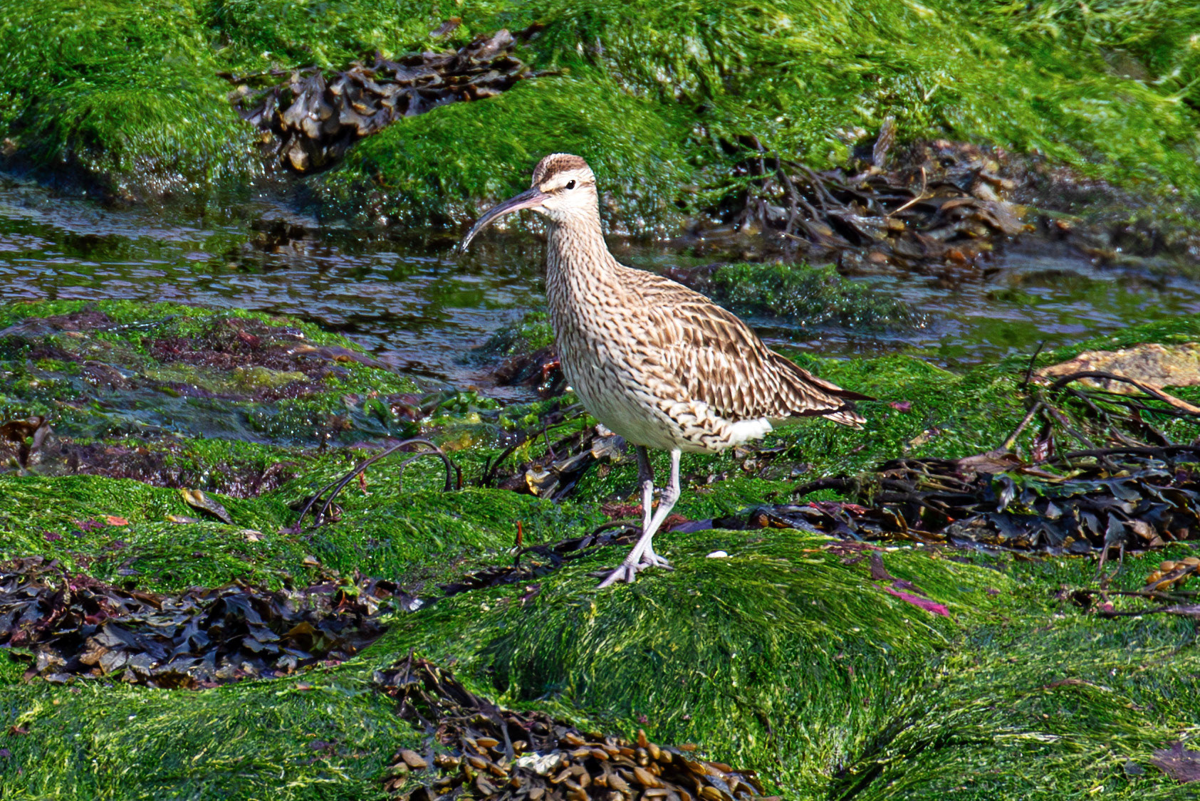 Whimbrel at Brough 03 May 2026