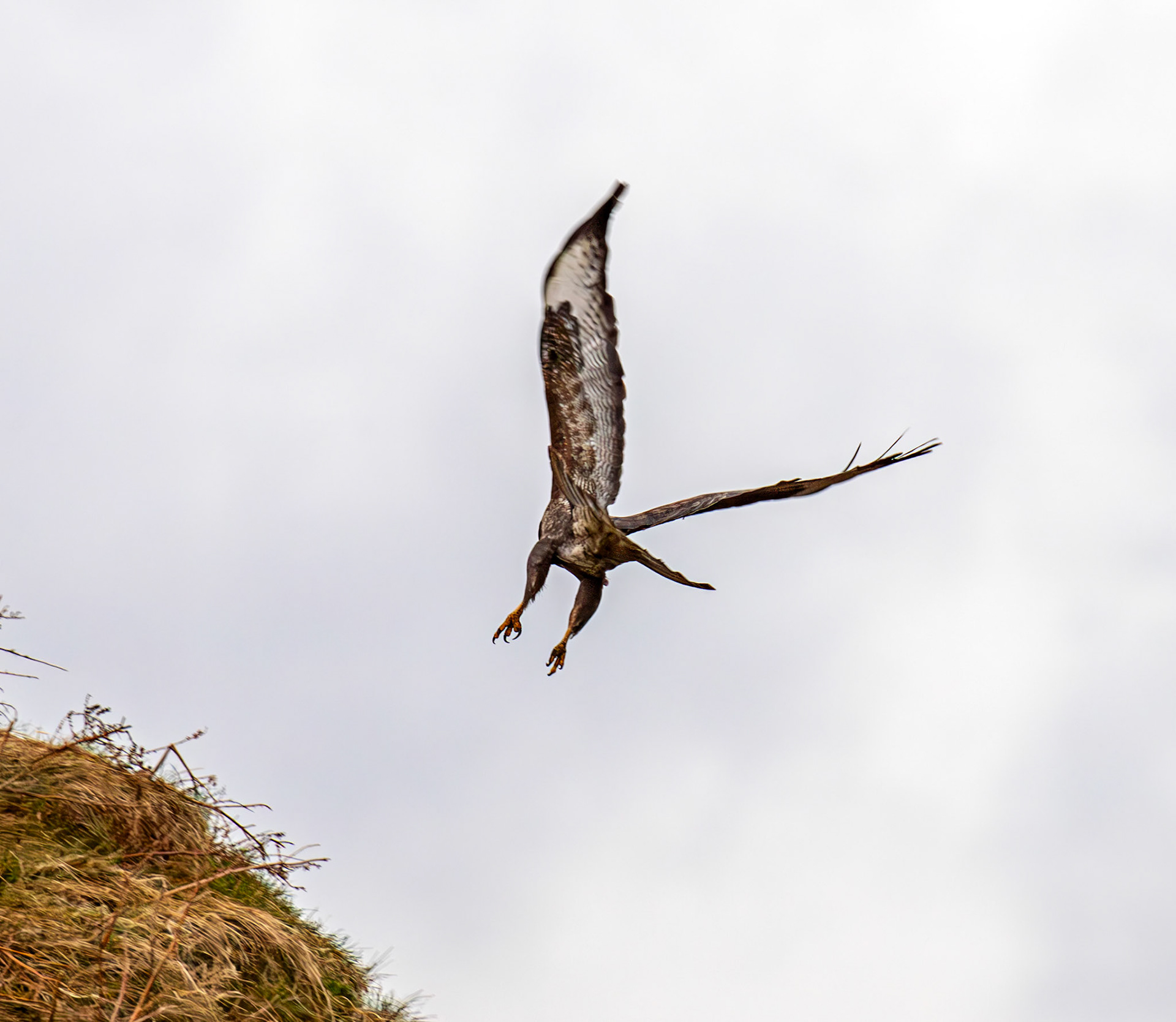 Common Buzzard: The Island of Islay 04 March 2025