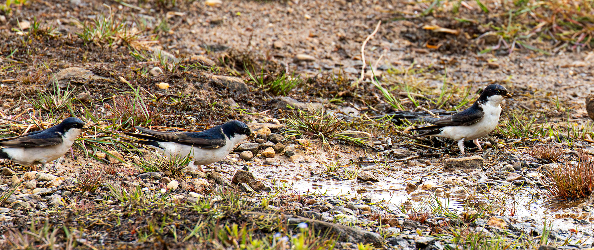 Harperrig 31 May 2025