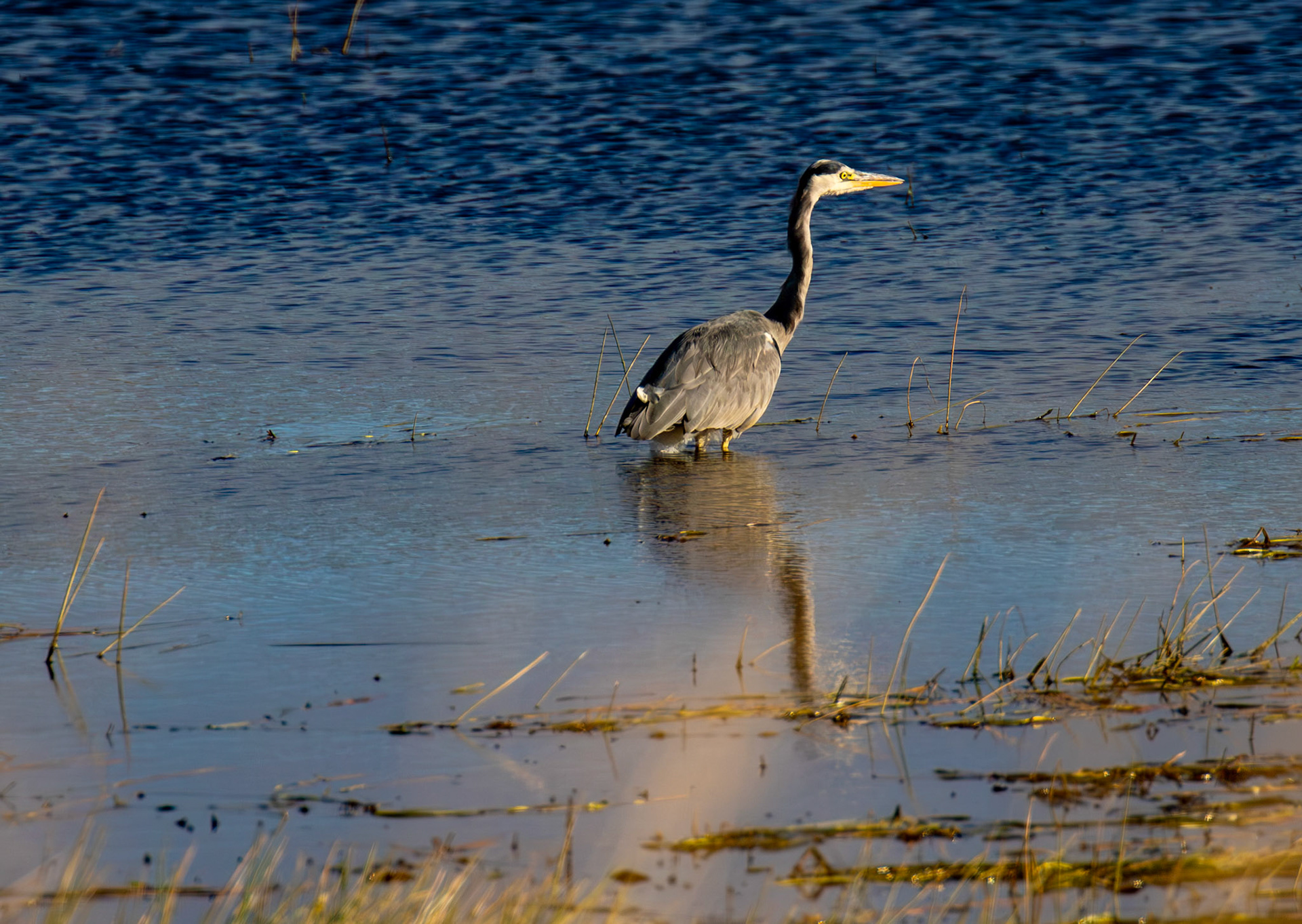 Grey Heron - Harperrig Reservoir 17 September 2024