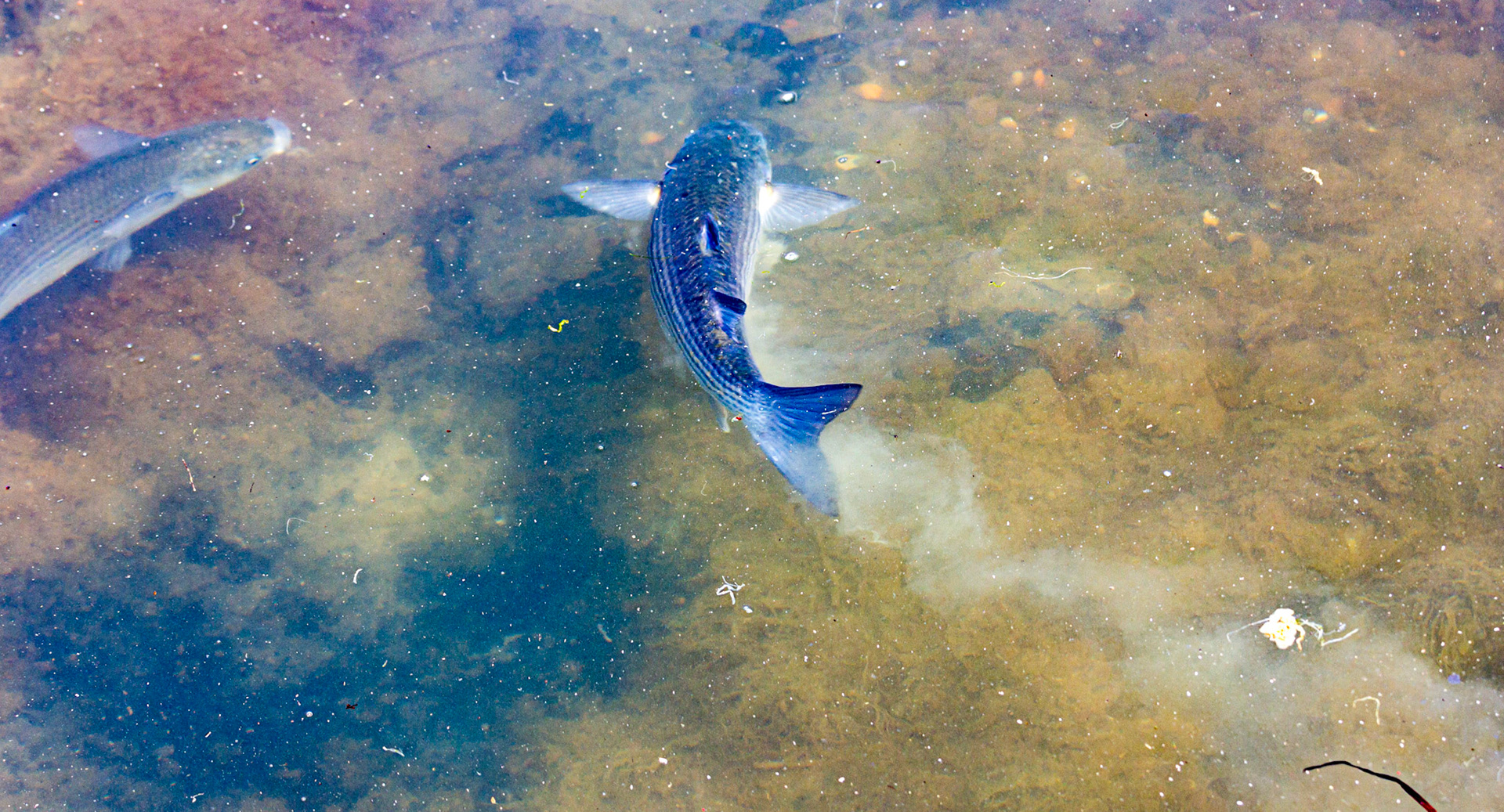 Mullet Spawning at Newtown IOW 14 July 2022