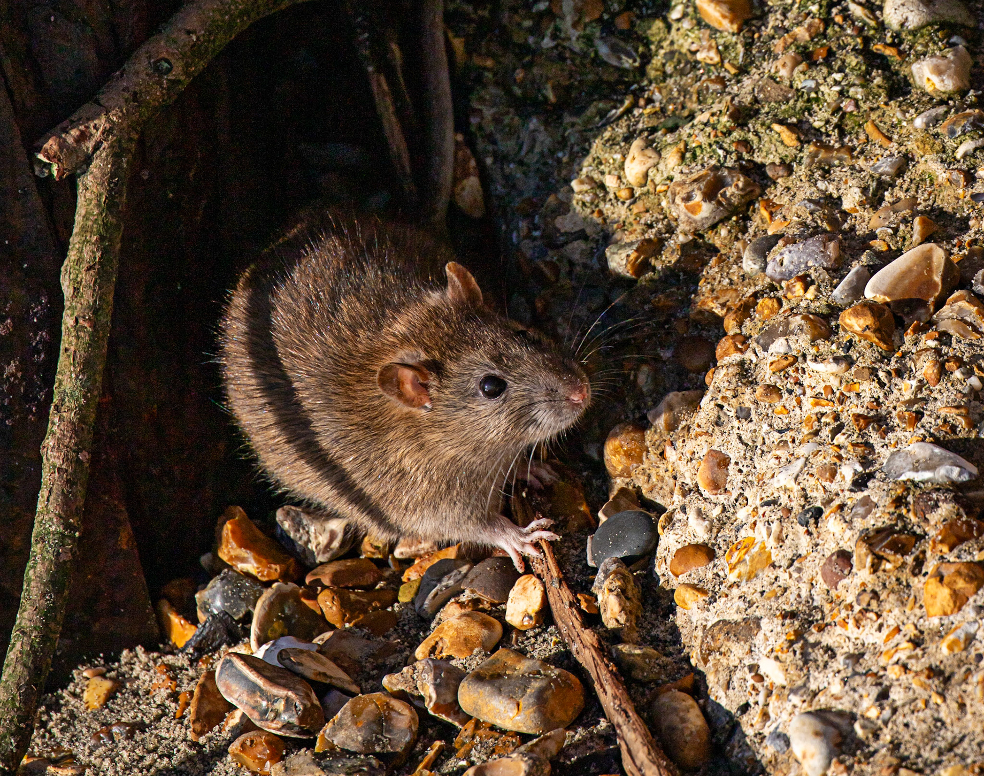 Brown Rat at Titchfield Haven 02 January 2025