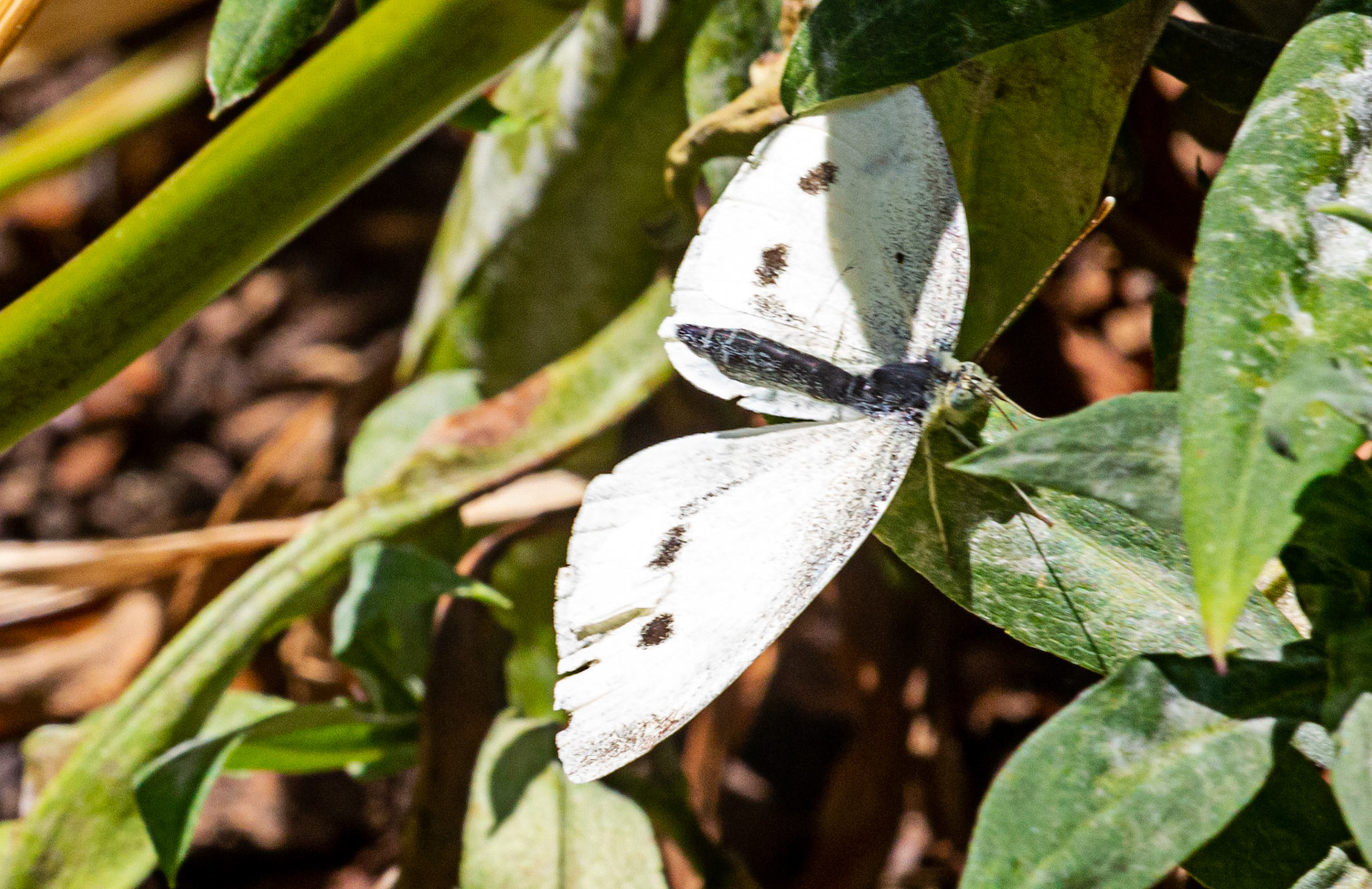 Mottistone IOW 16 July 2022