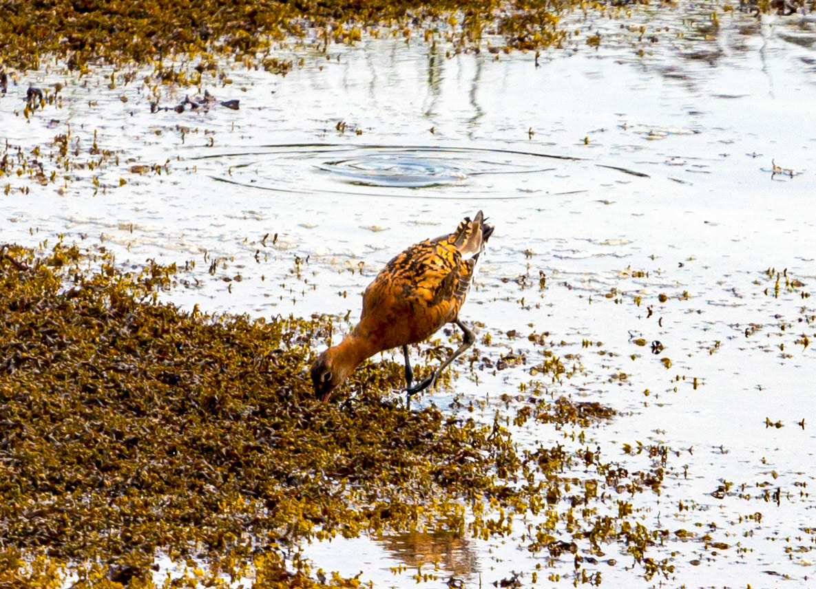 Bar Tailed Godwit - Yarmouth IOW 19  July 2022