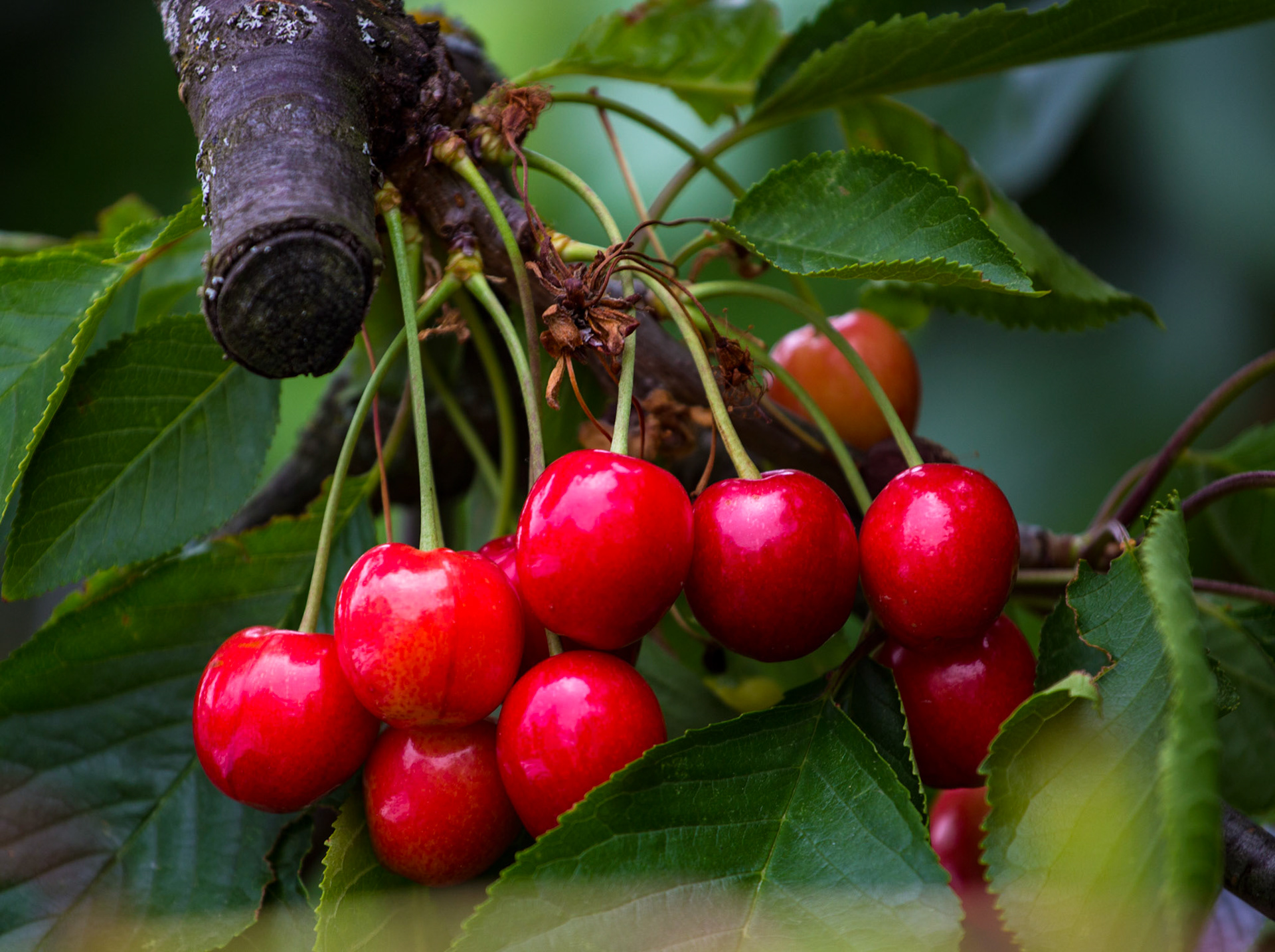 CernayPlease see my other Photographs at: http://www.jamespdeans.co.uk/