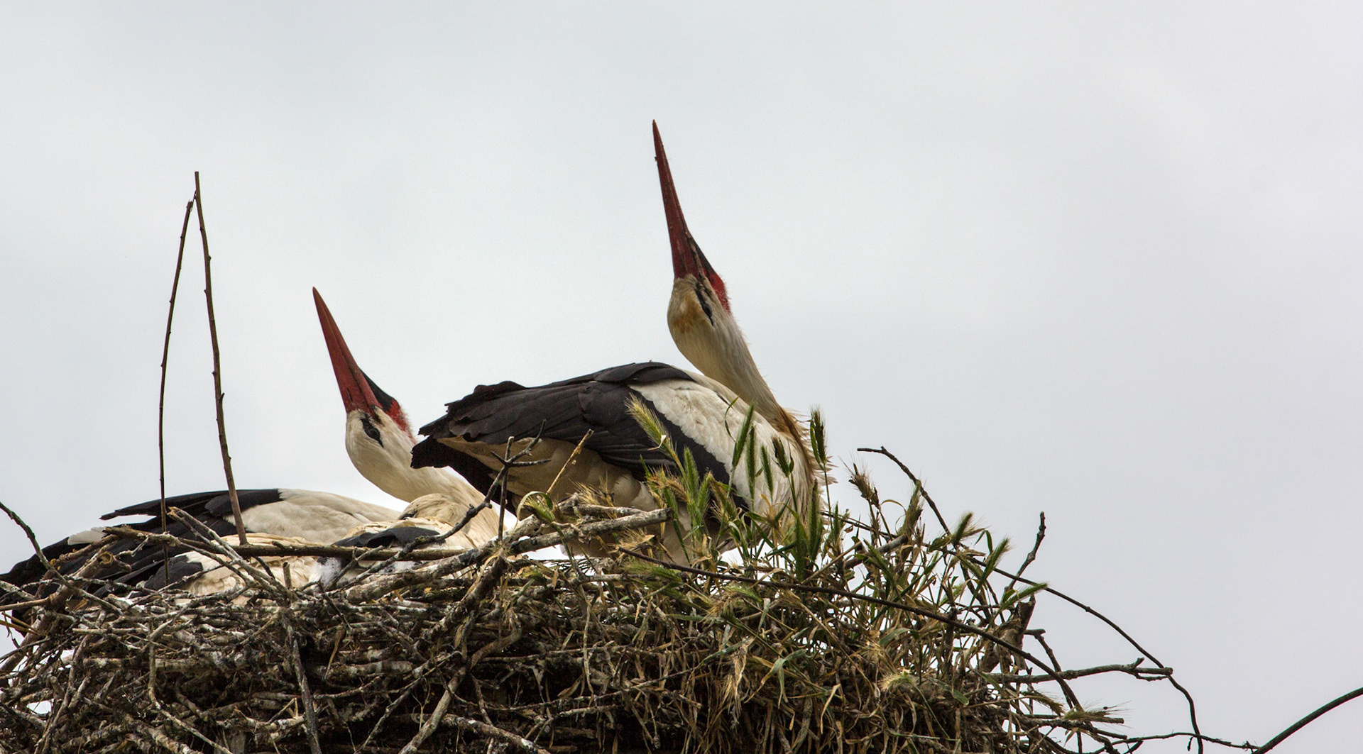 CernayPlease see my other Photographs at: http://www.jamespdeans.co.uk/