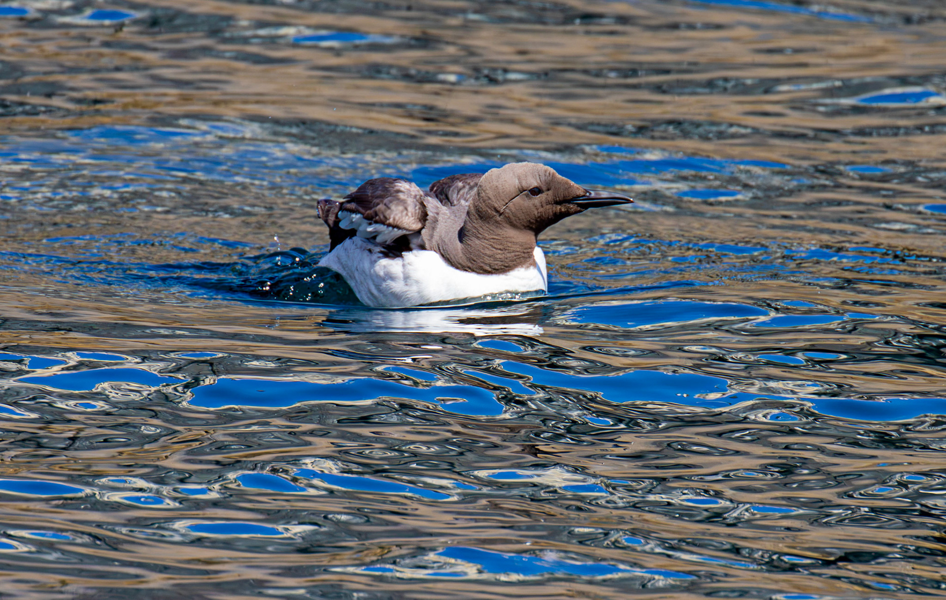 Guillemots - Farne Islands 03 July 2026