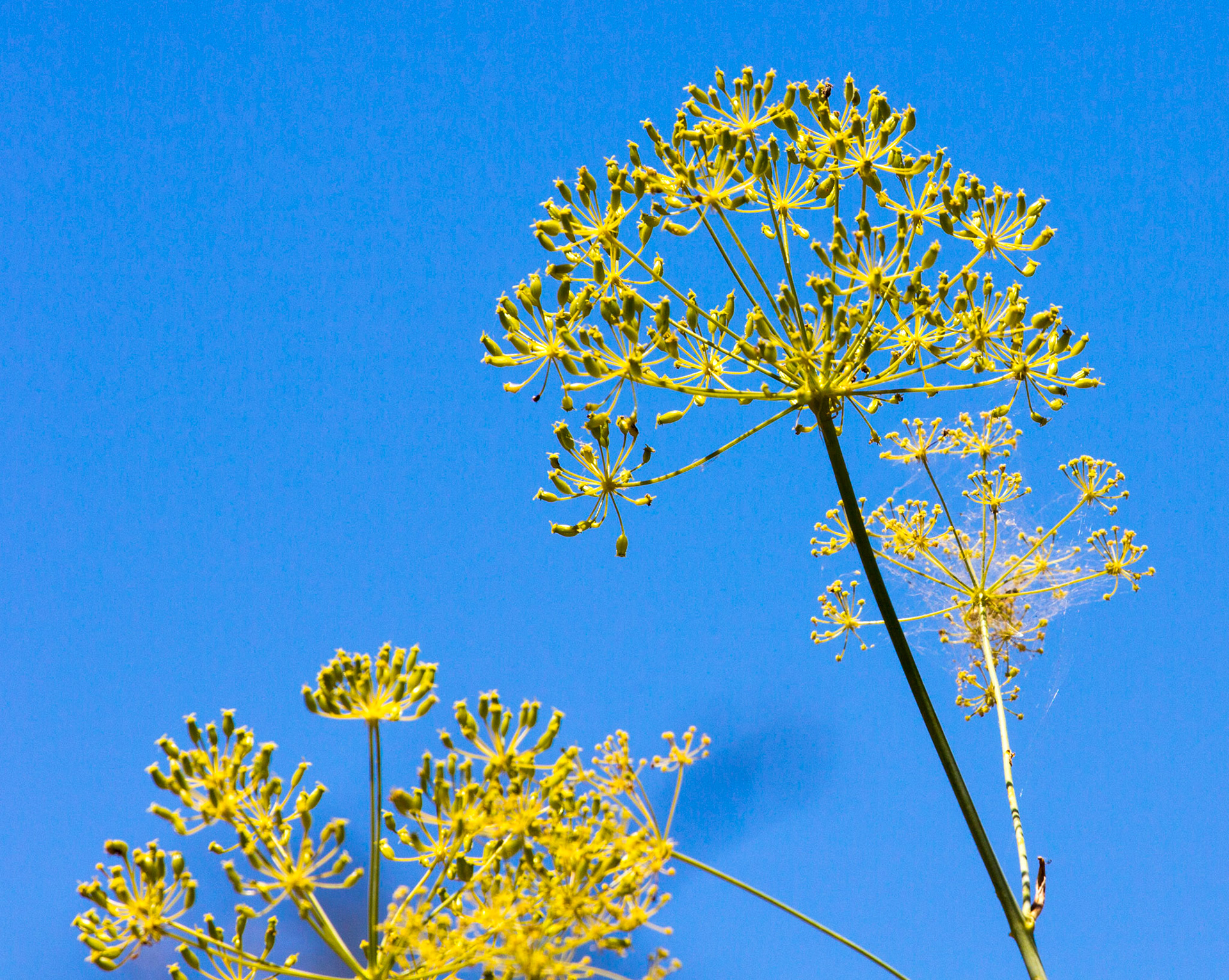 Wild Flowers in Tavira.Please see my other Photographs of Flowers at: http://www.jamespdeans.co.uk/p463519215