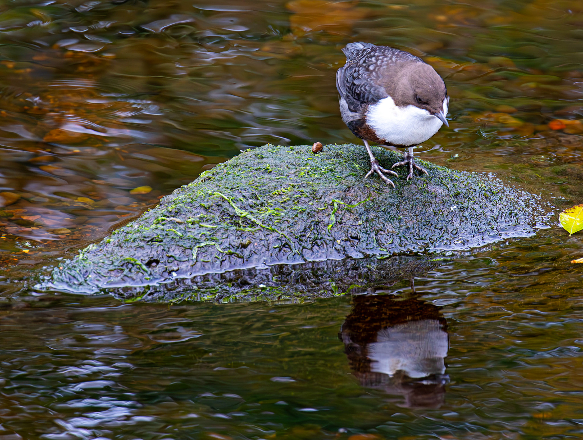 Largs 08 October 2024