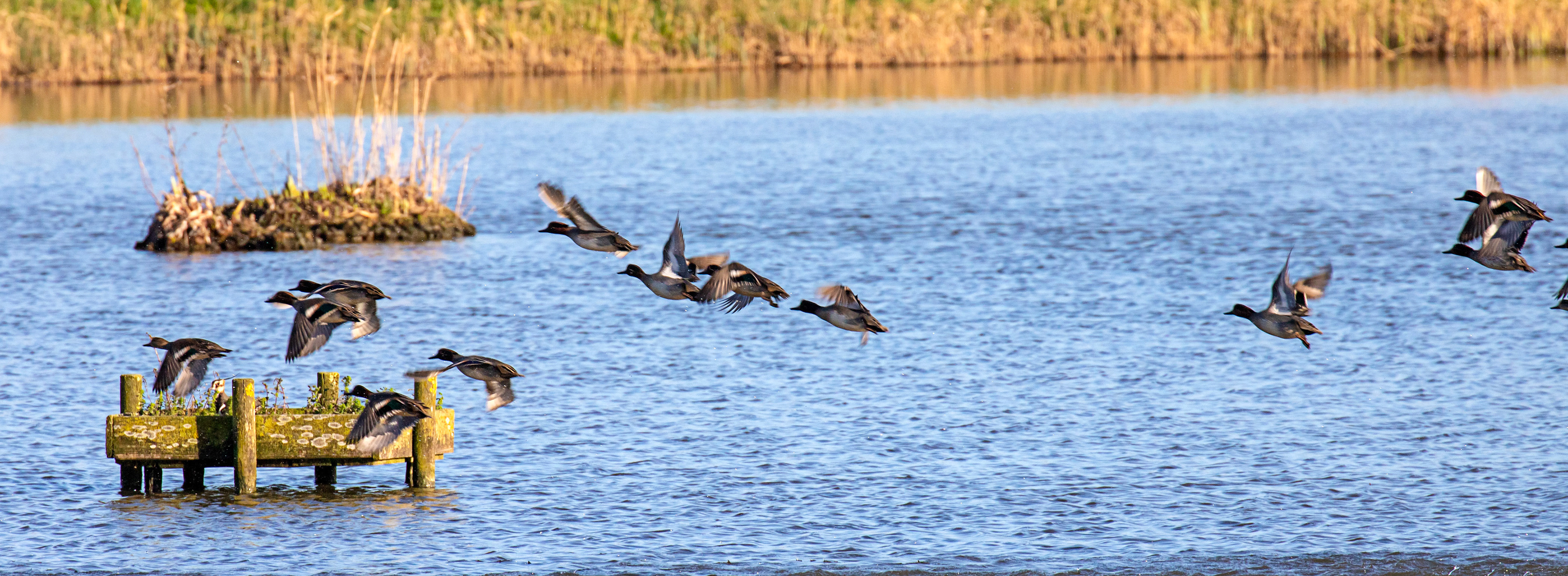 Teal at Titchfield Haven 02 January 2025