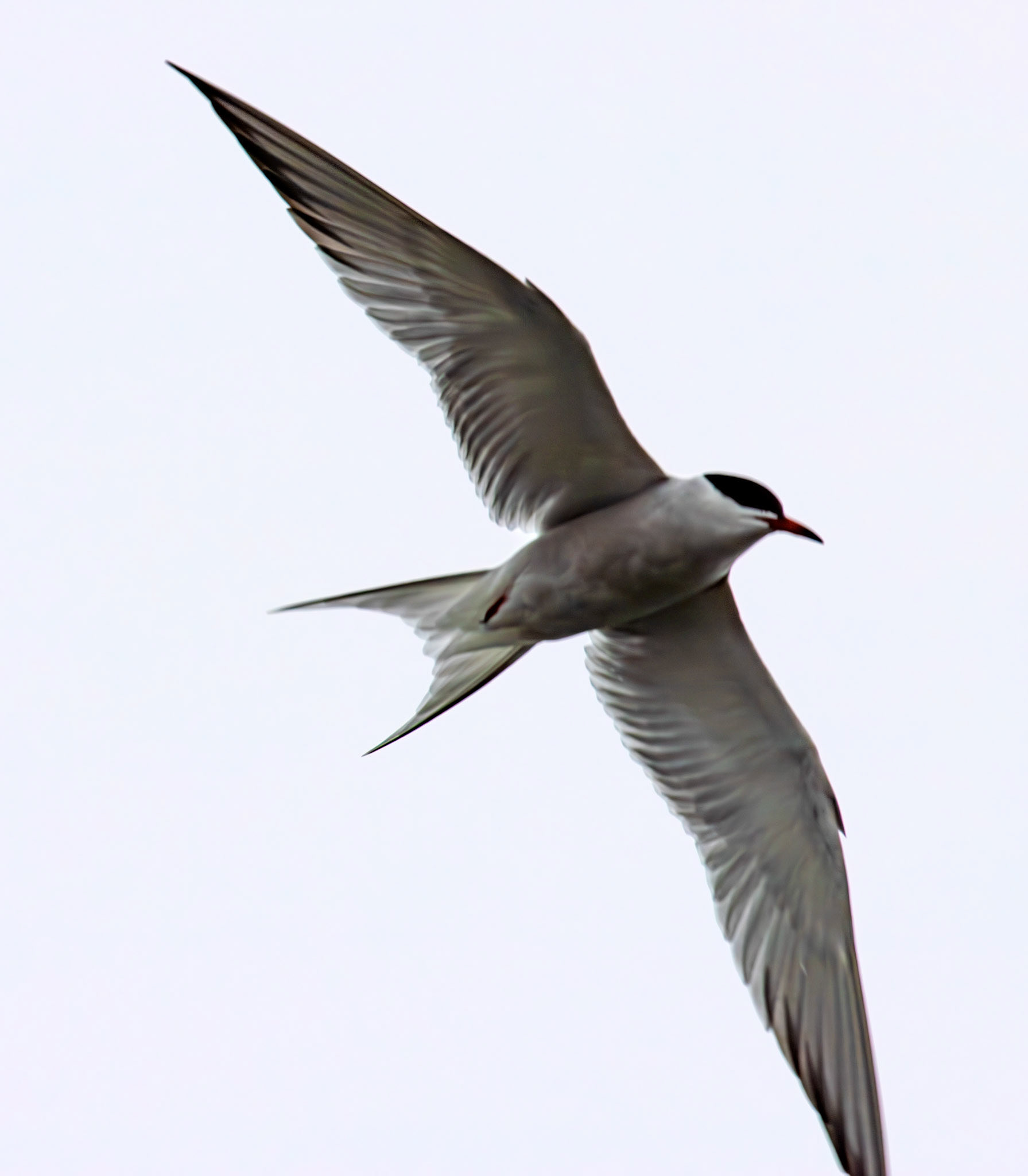 Common Tern - Wick 02 May 2026