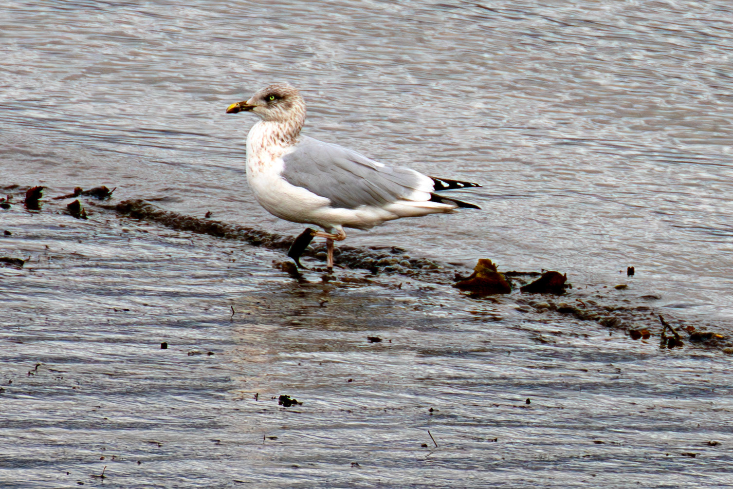 Herring Gull in Winter Plumage - Higgins Neuk 23 Oct 2024