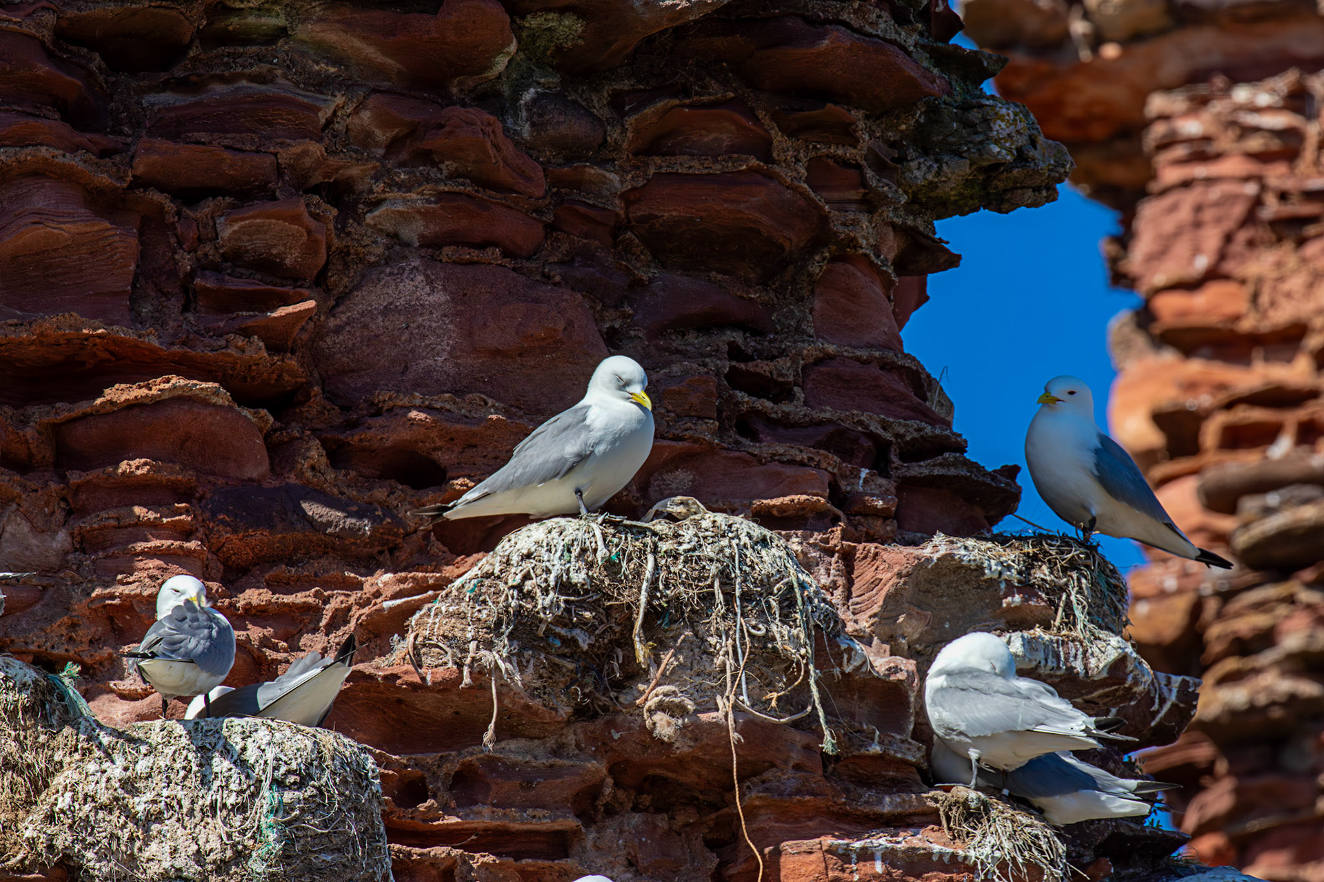 Kittiwakes in Dunbar 17 May 2025