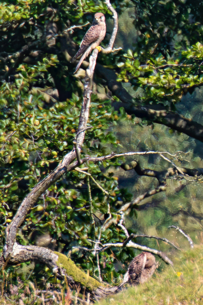 Kestrel - Bathgate Hills 17 July 2026