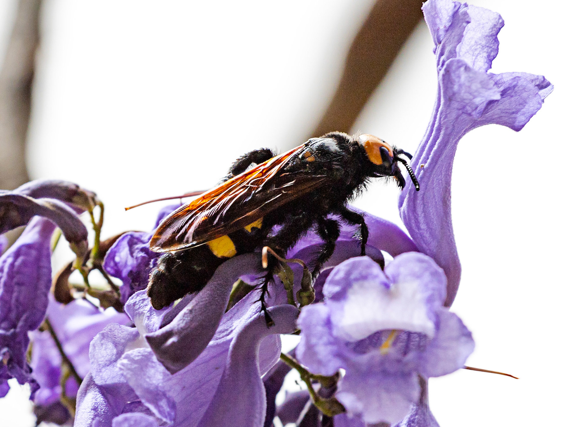 Mammoth Wasp in Siena Botanics 19 June 2024