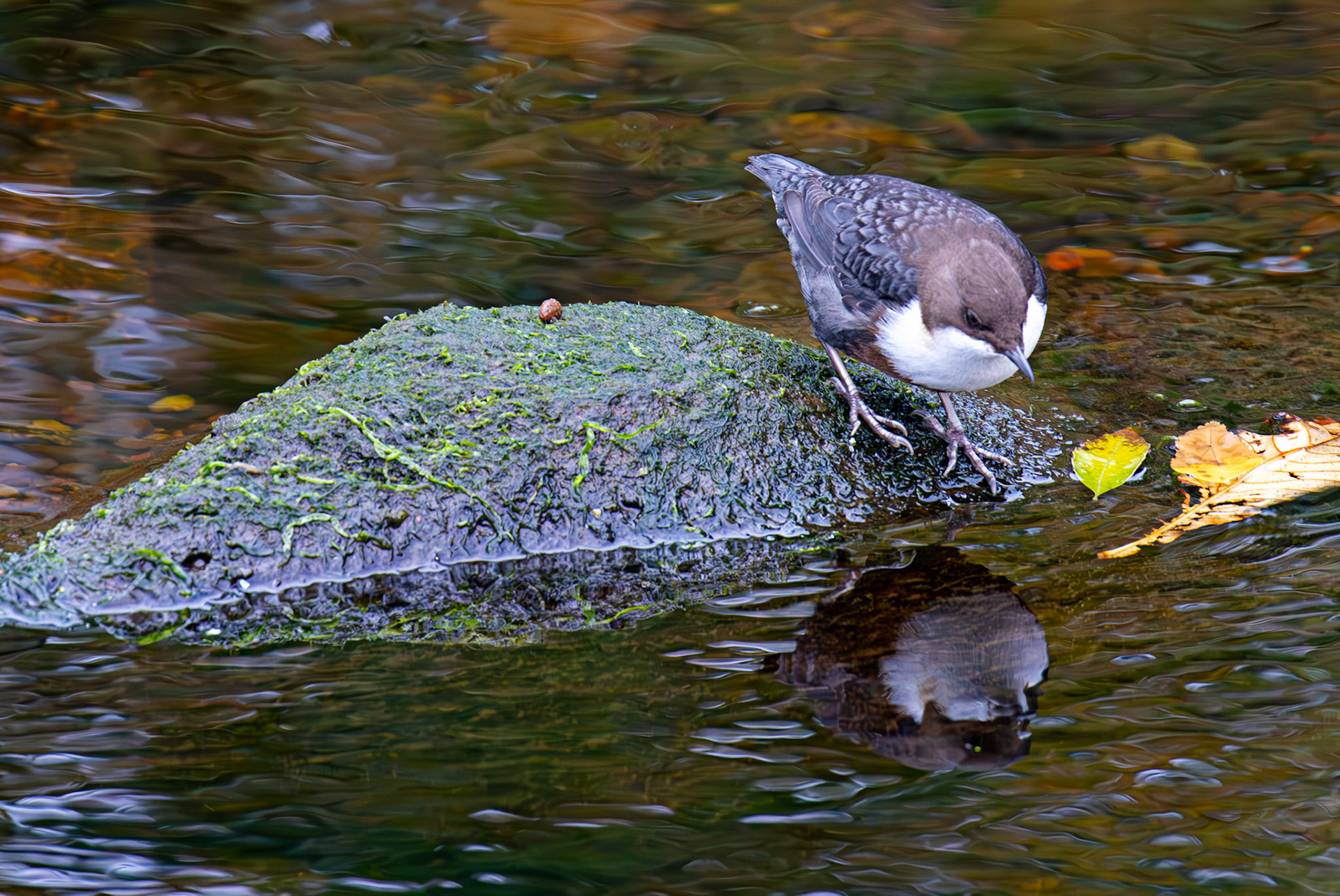 Largs 08 October 2024