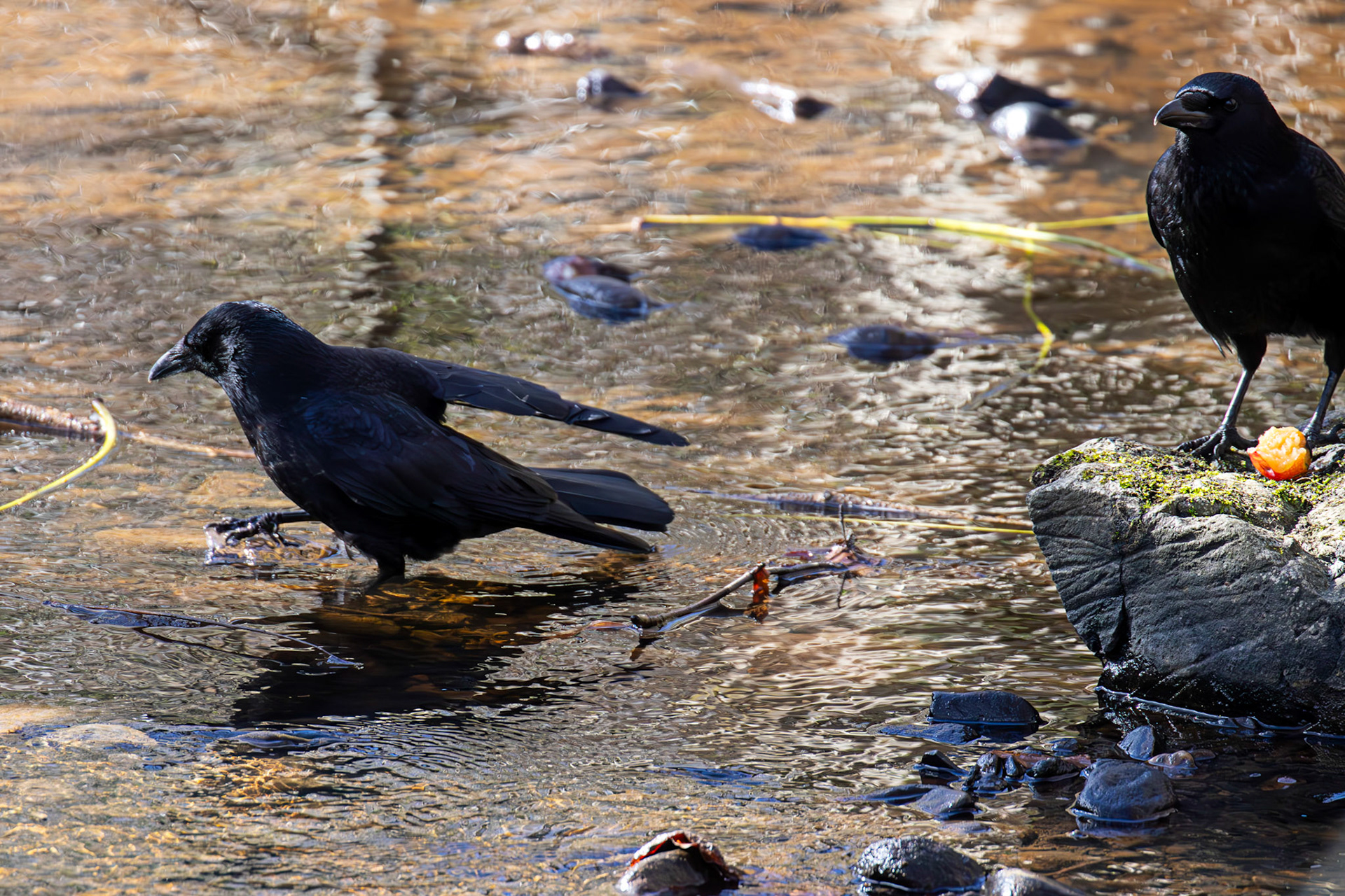 Carrion Crow from a Walk at Murieston 15 March 2025