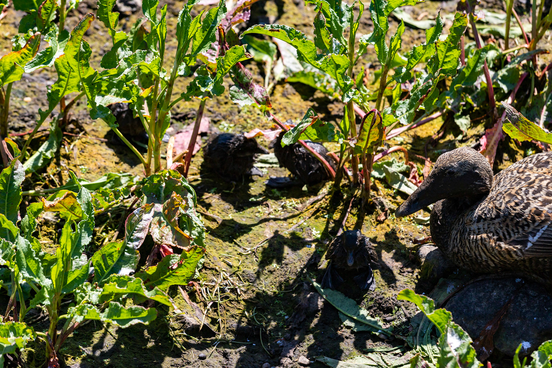 Isle of May - 04 June 2022