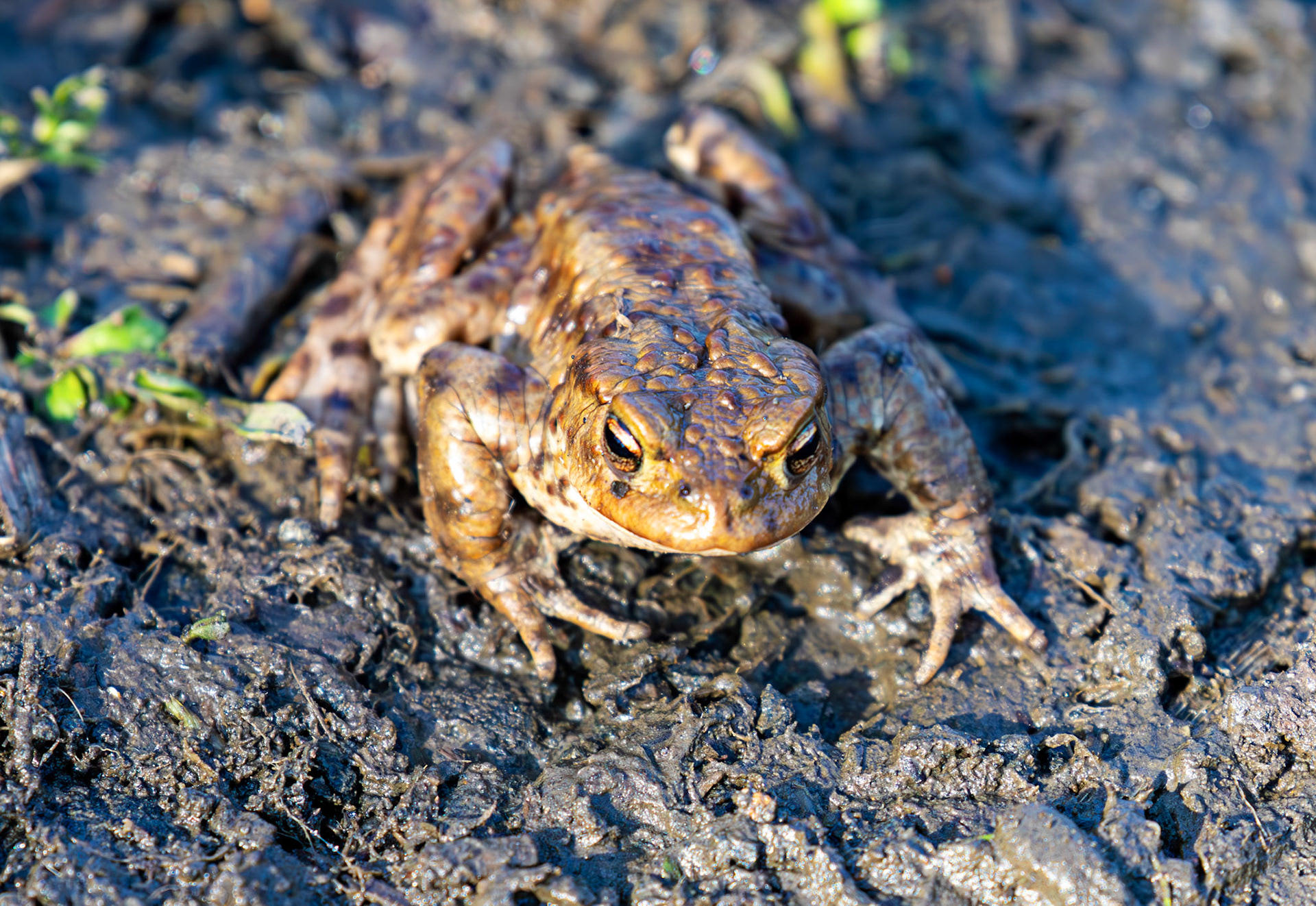 Common Toads mating at Black Devon Wetlands 20 March 2026