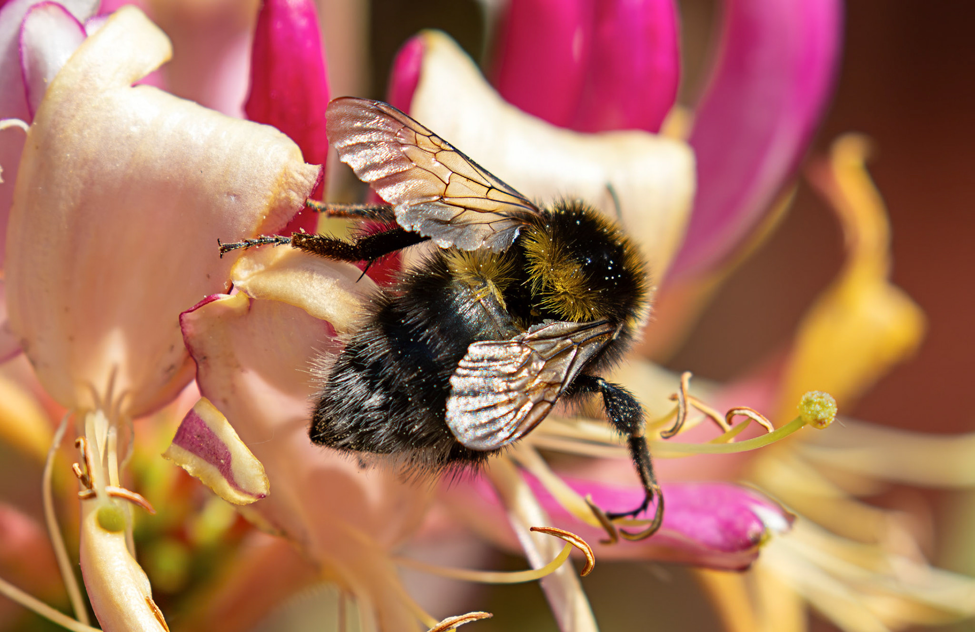 Gypsy Cuckoo Bumblebee (Bombus bohemicus) Livingston 21 June 2026