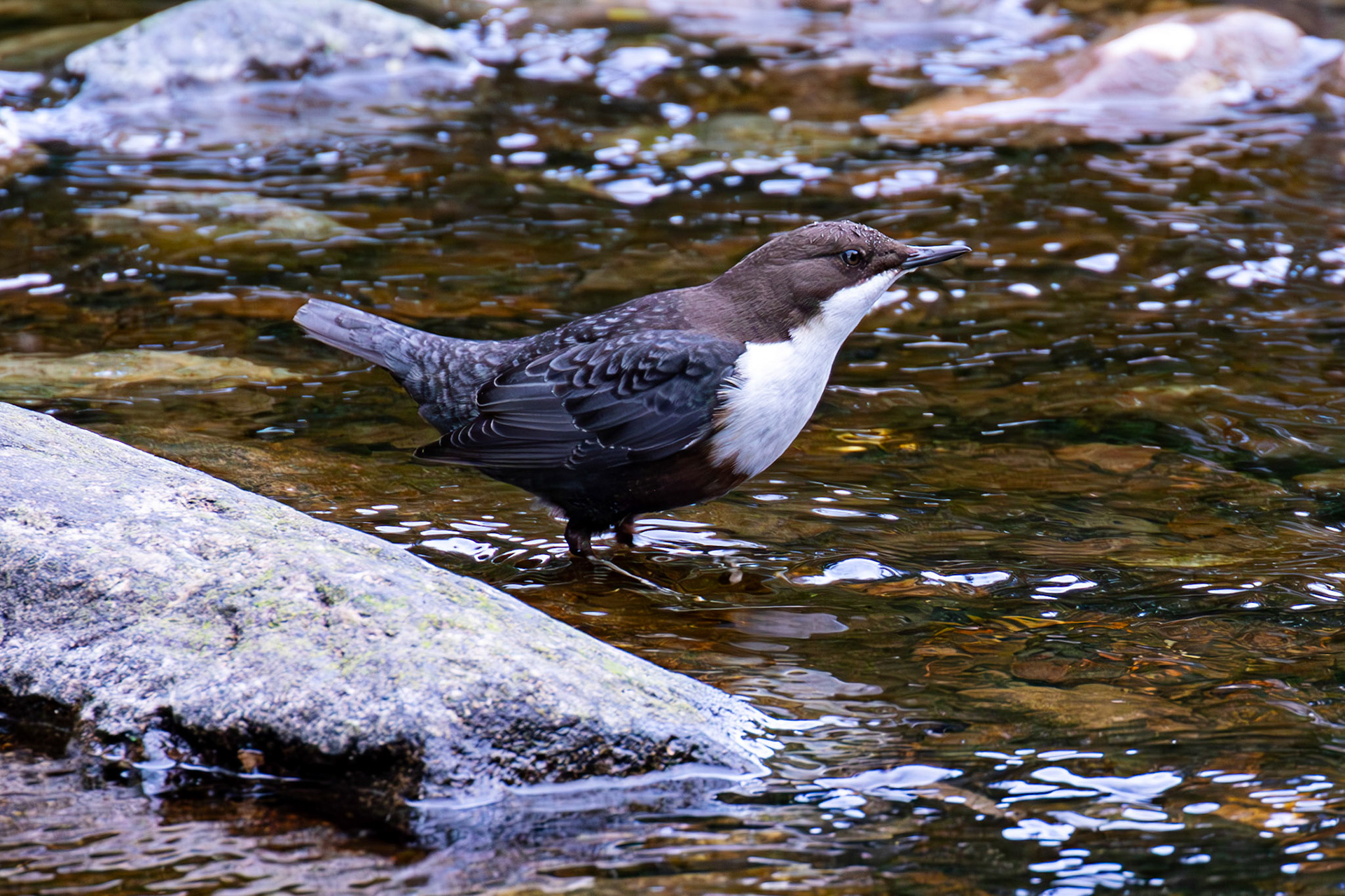 Largs 08 October 2024