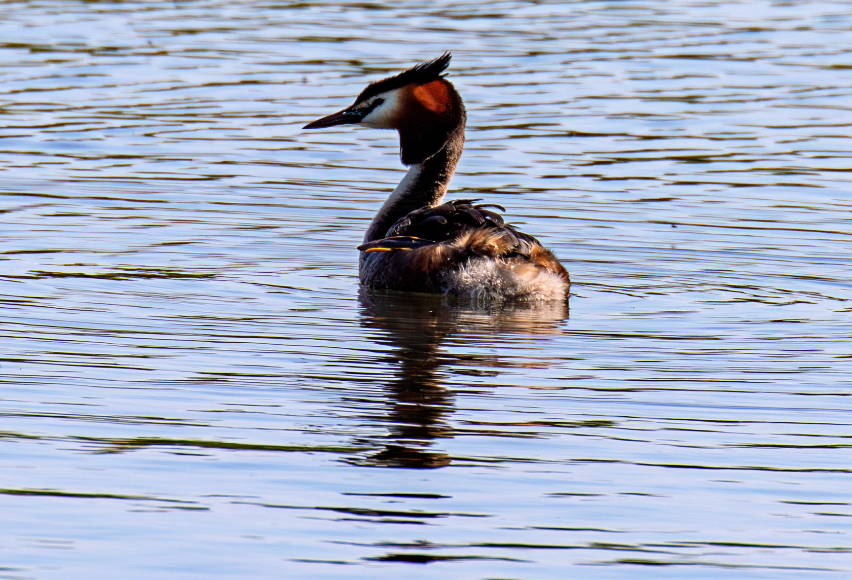 Great Crested Grebe at Hogganfield Loch 25 May 2026